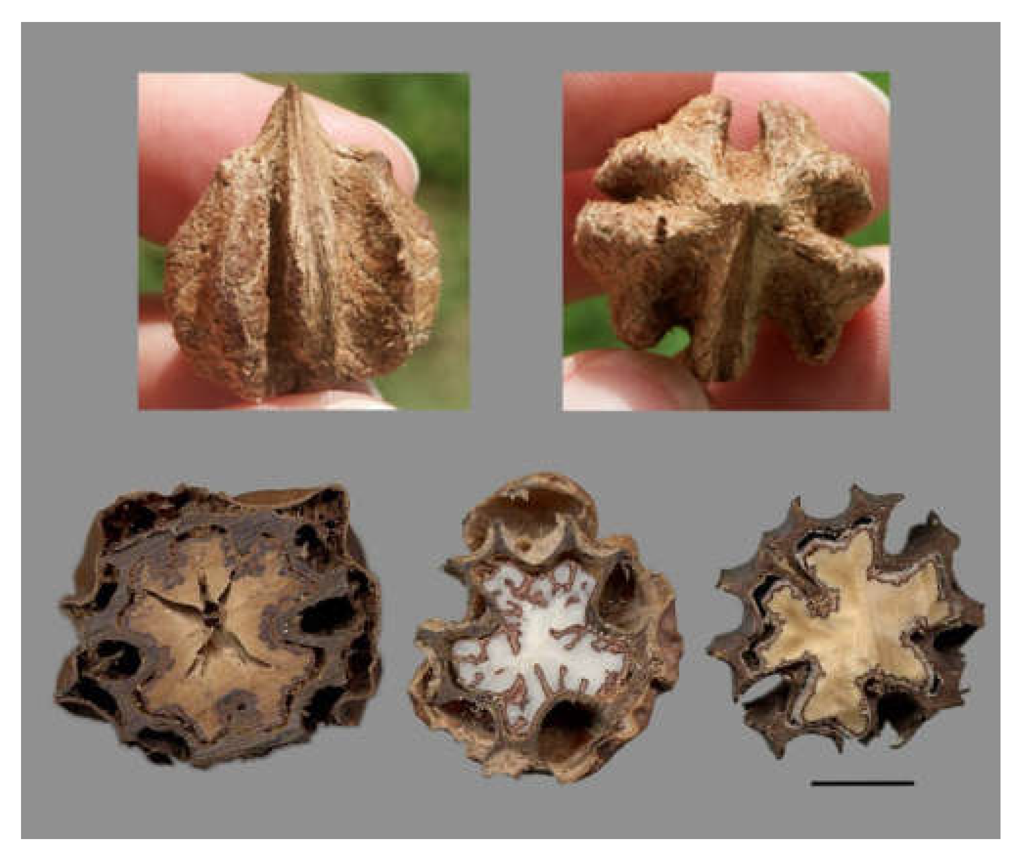 Horticulturae 06 00064 g001