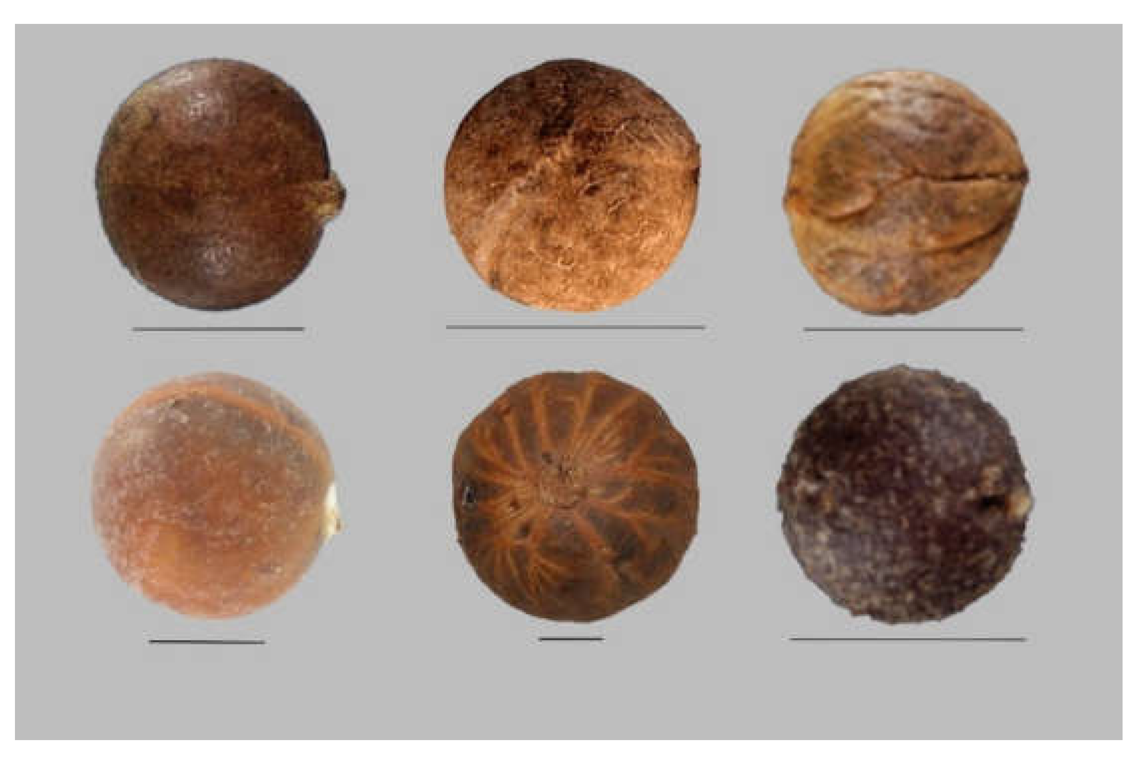 Horticulturae 06 00064 g004