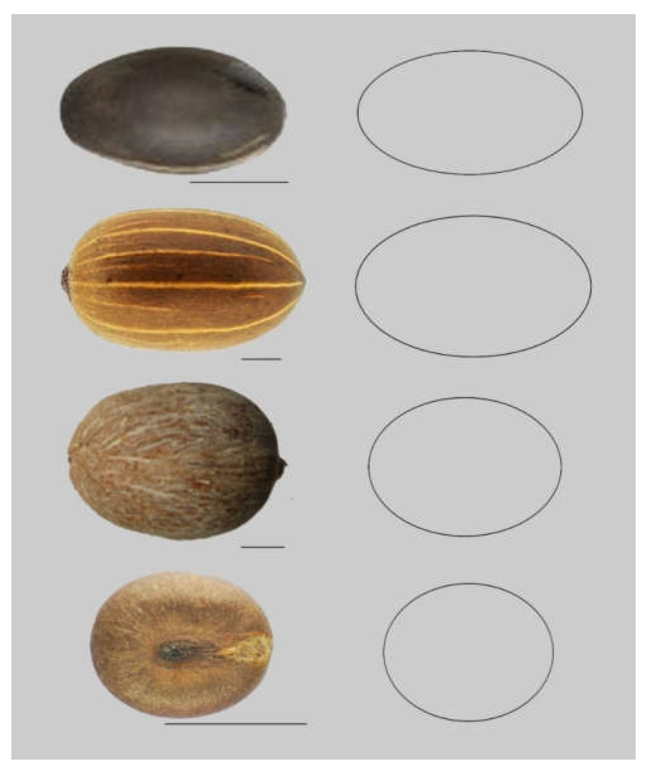 Horticulturae 06 00064 g005
