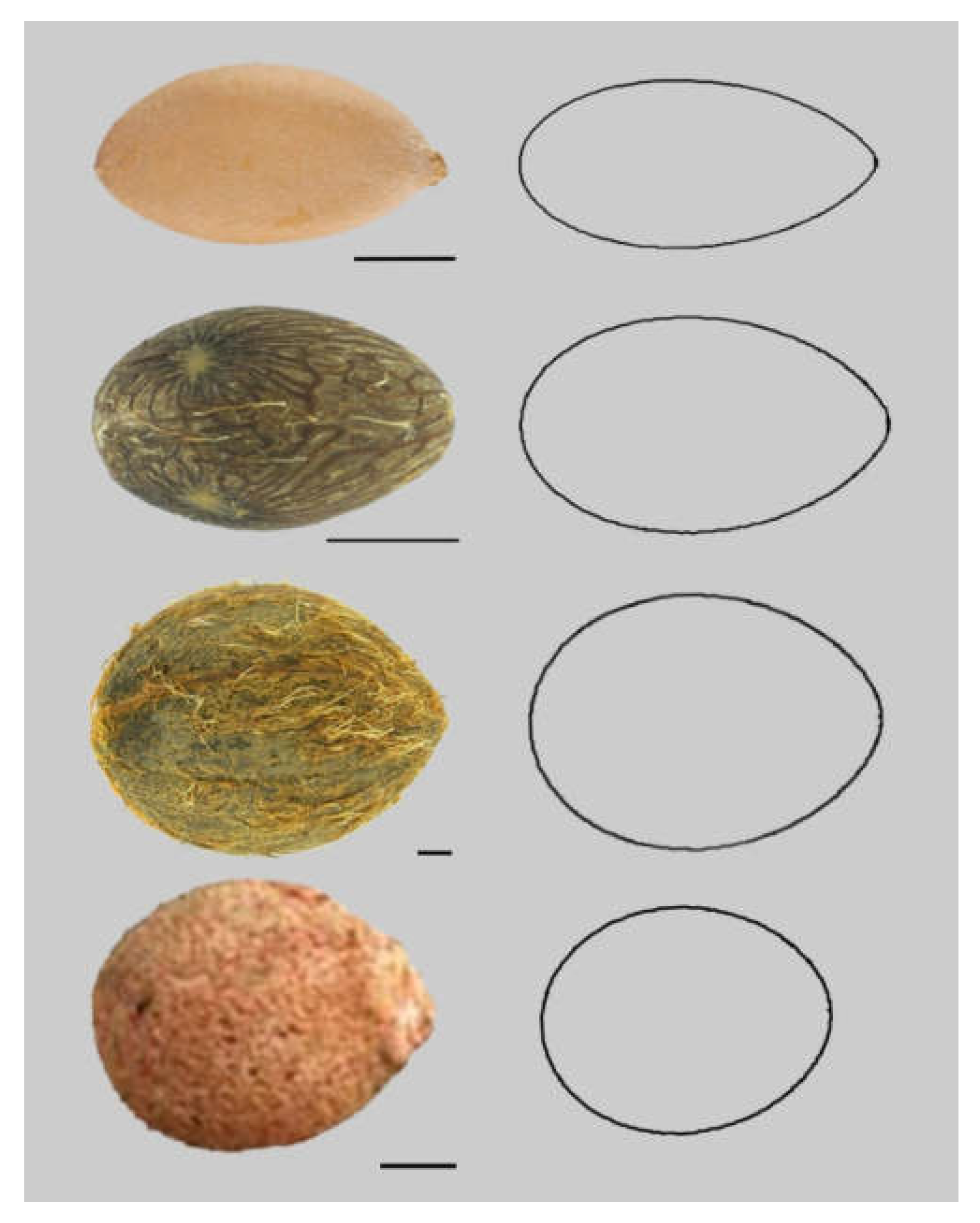 Horticulturae 06 00064 g006