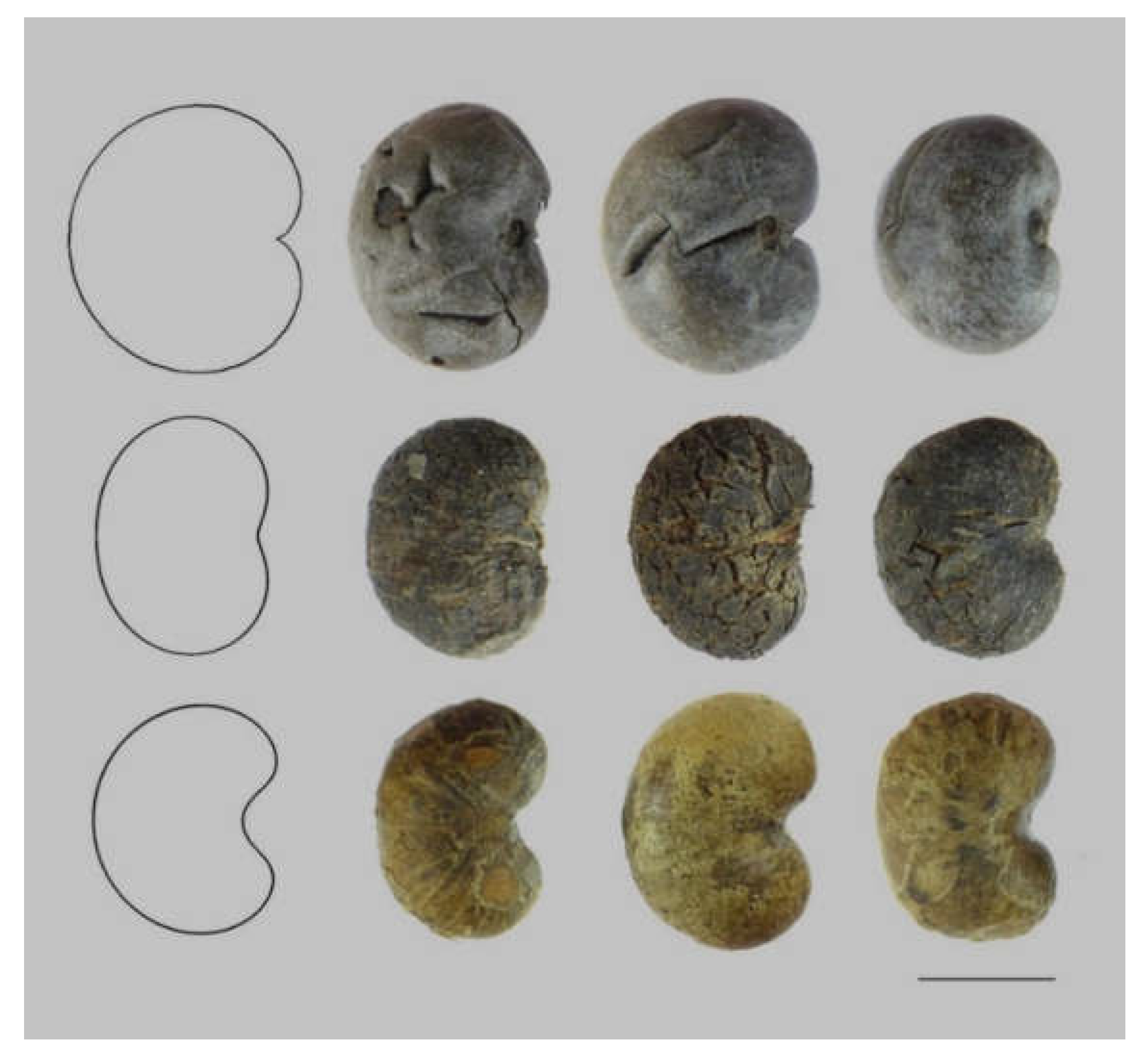 Horticulturae 06 00064 g011