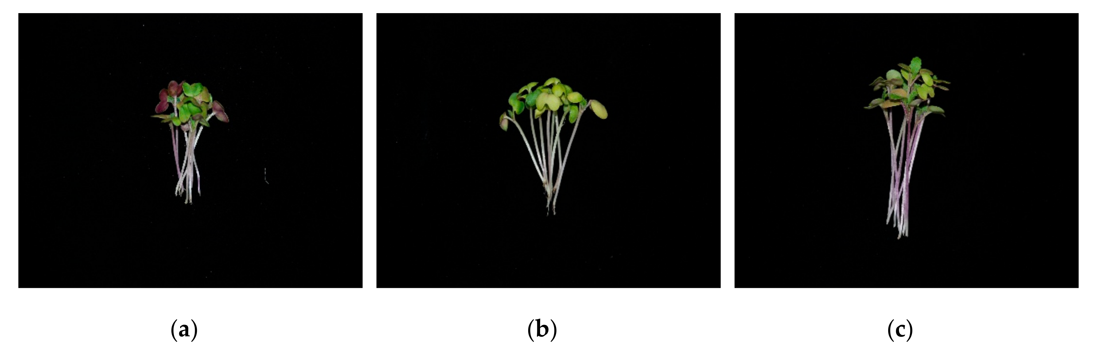 Horticulturae 06 00077 g001