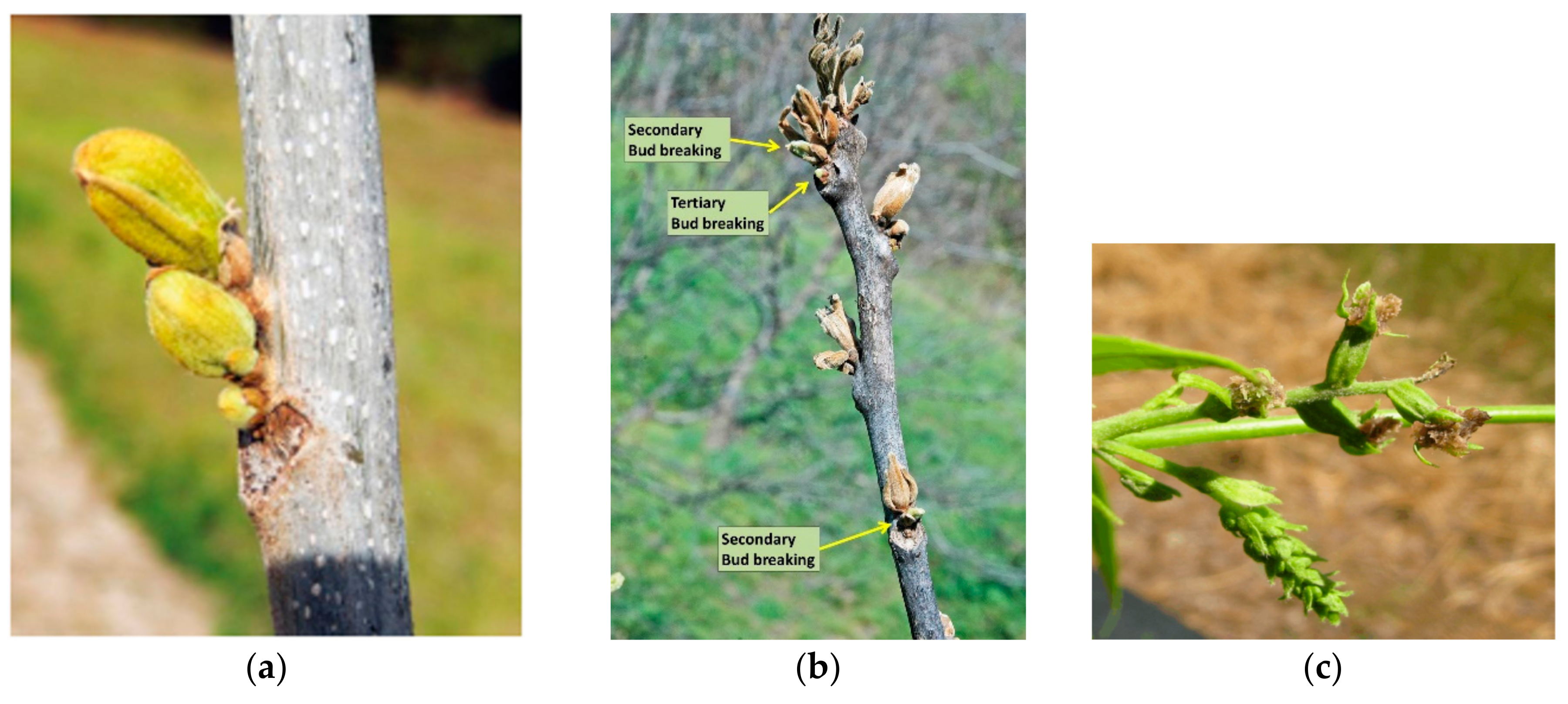Horticulturae 06 00082 g001