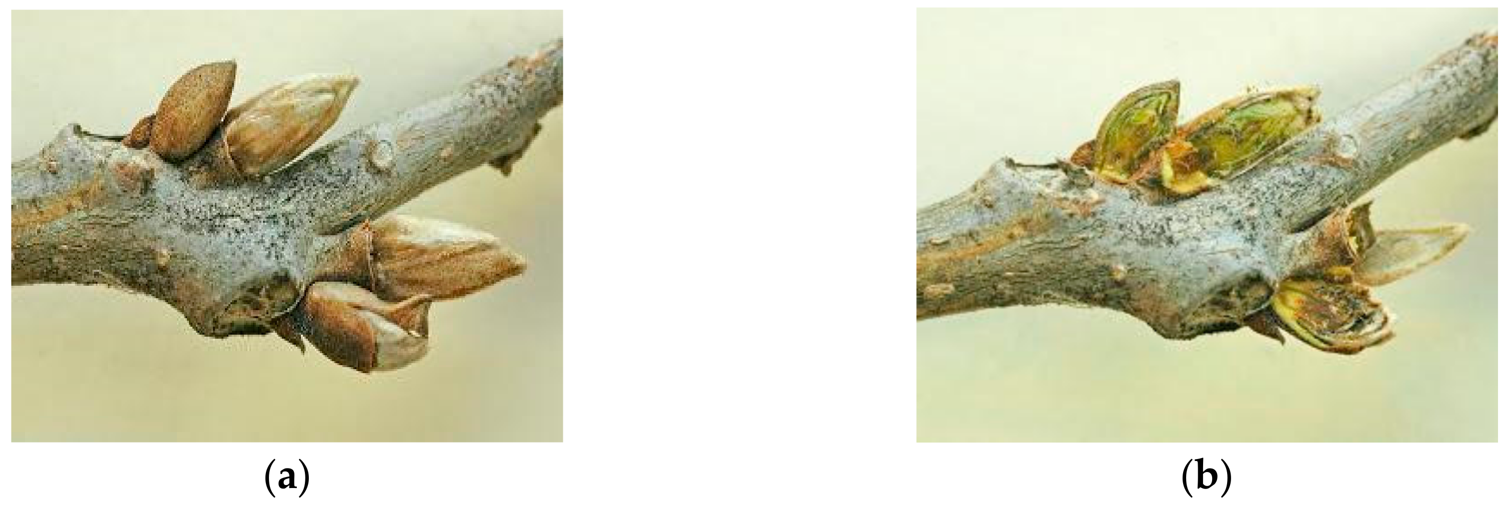 Horticulturae 06 00082 g002