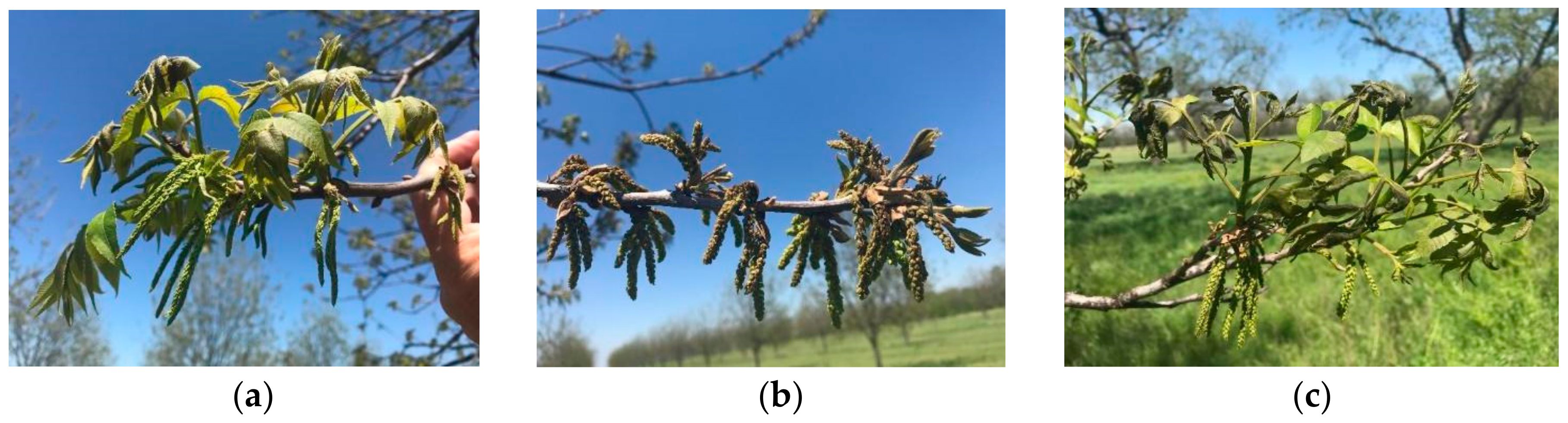 Horticulturae 06 00082 g003