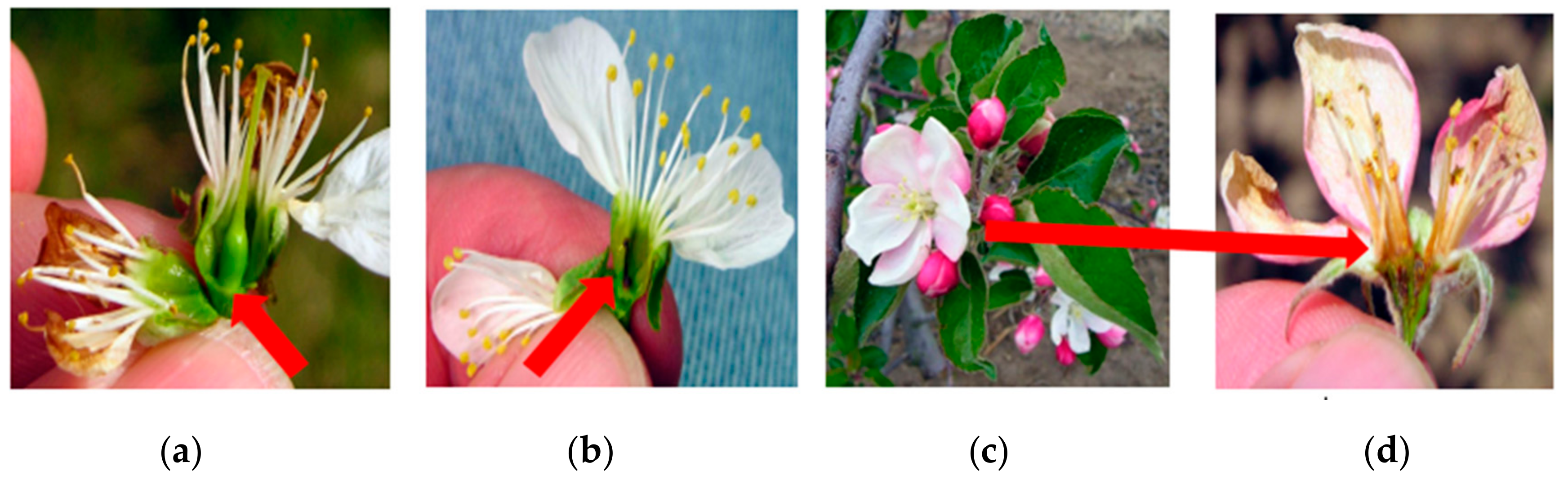 Horticulturae 06 00082 g006