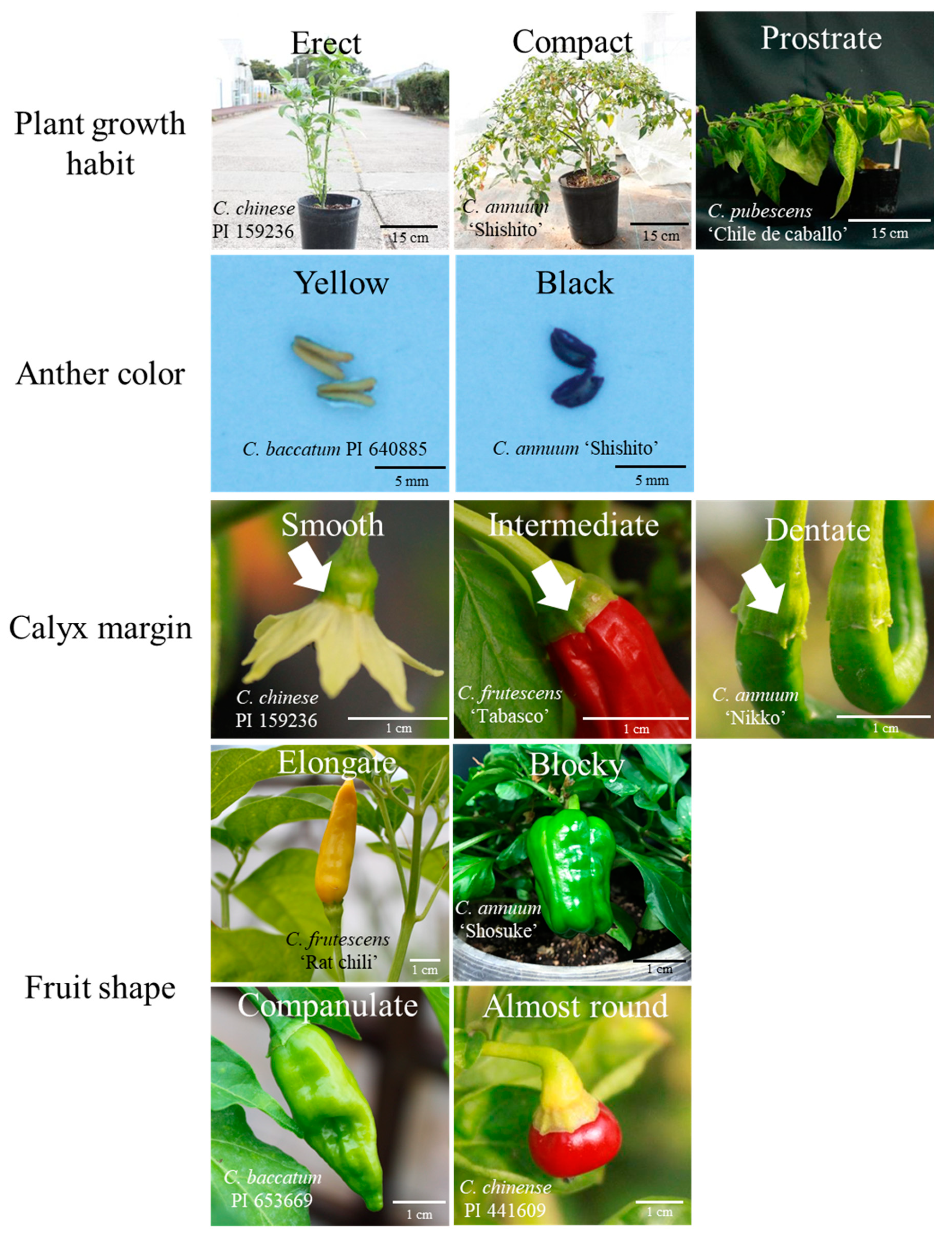 Horticulturae 06 00087 g002