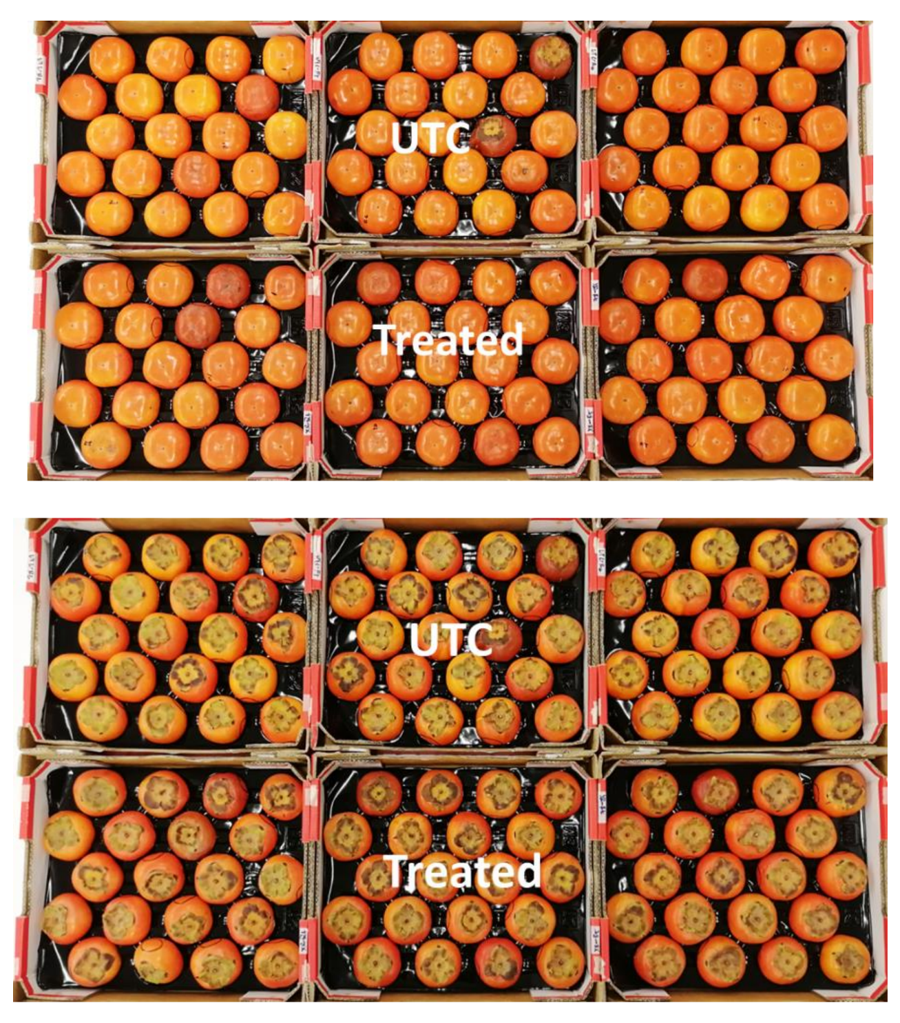Horticulturae 06 00092 g003