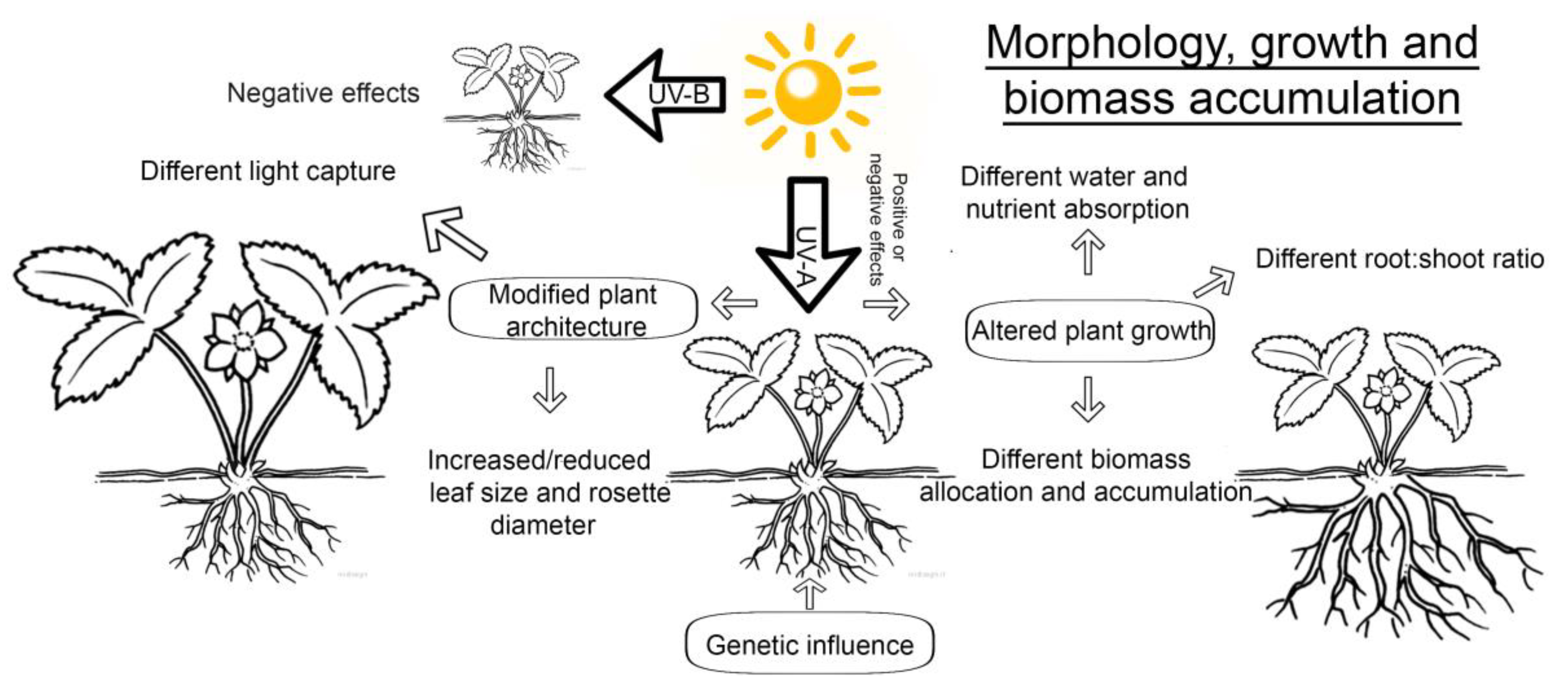Horticulturae 07 00009 g002