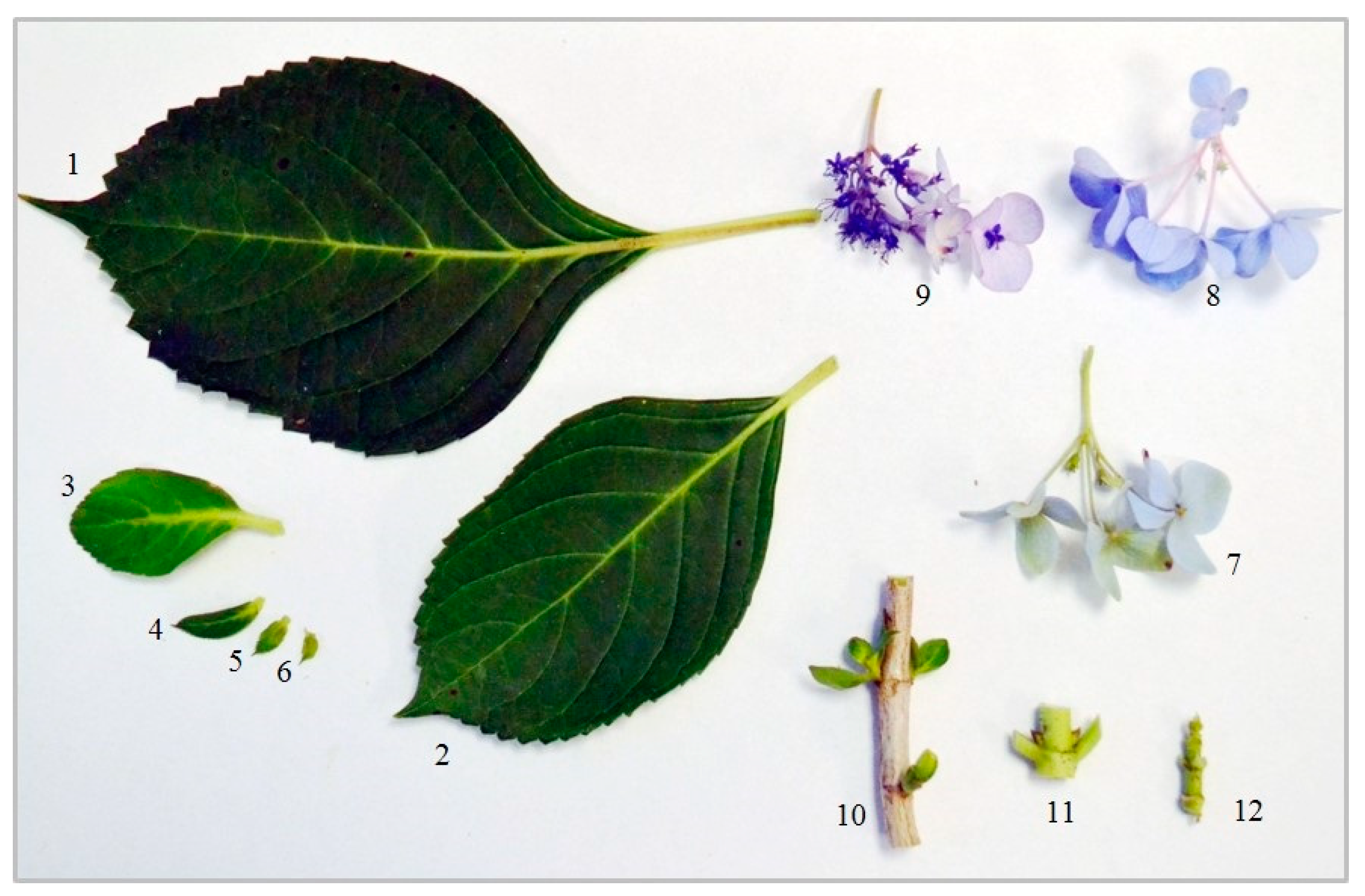 Horticulturae 07 00025 g001