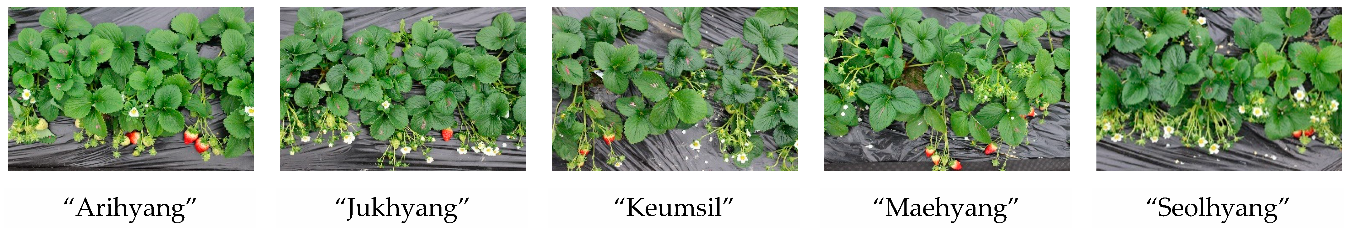 Horticulturae 07 00030 g001