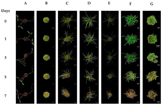 Horticulturae 07 00031 g0a4