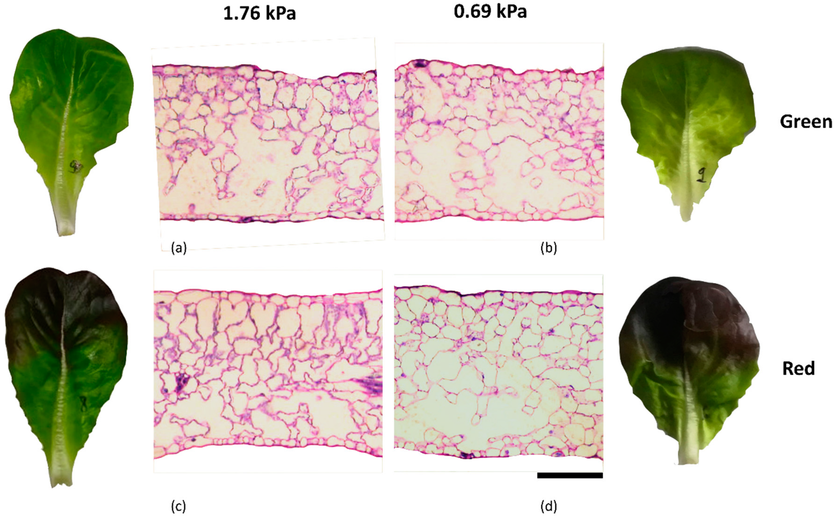 Horticulturae 07 00032 g001