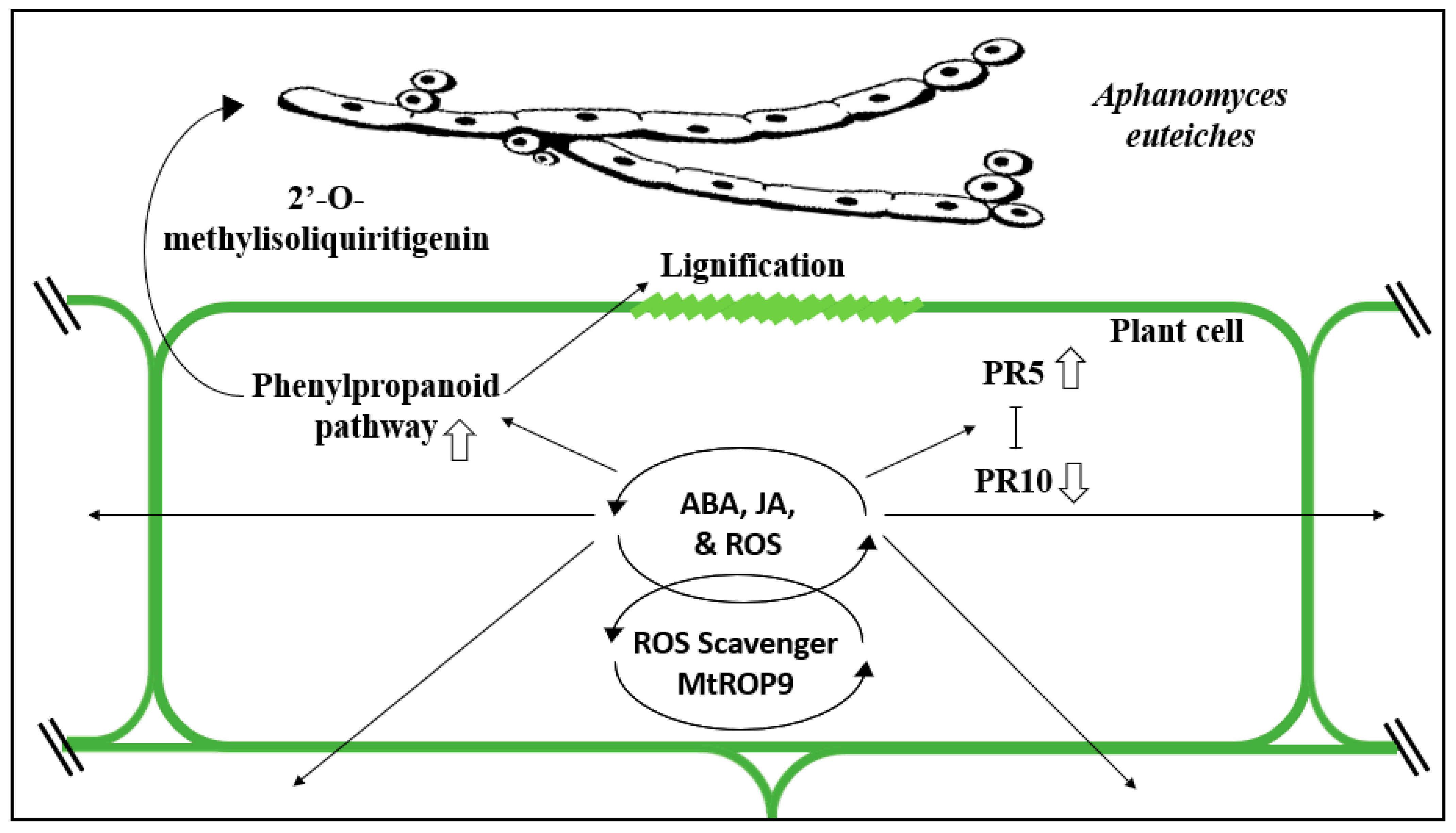 Horticulturae 07 00033 g003