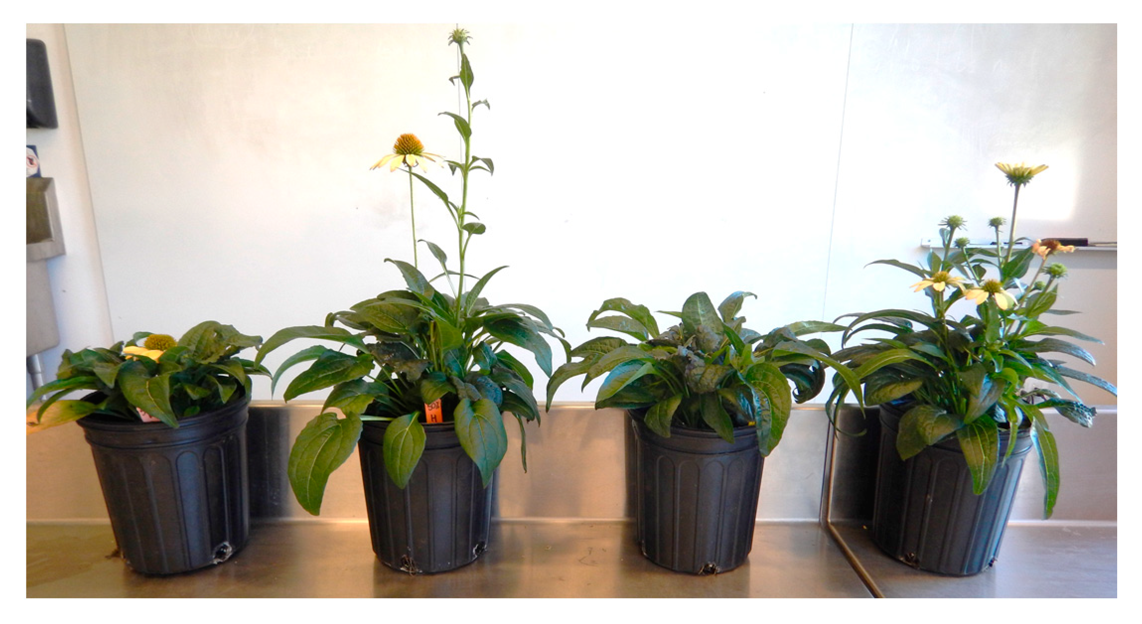 Horticulturae 07 00052 g002 Horticulturae 07 00052 g002