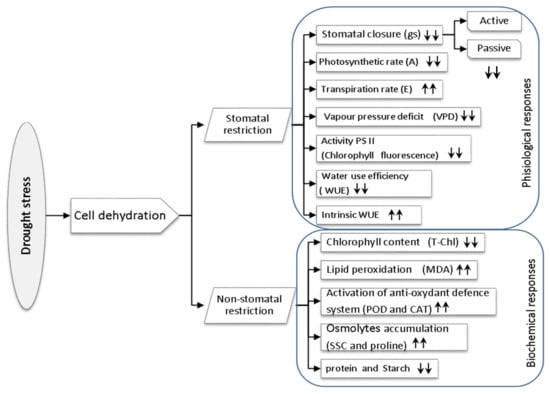 Horticulturae 07 00073 g005