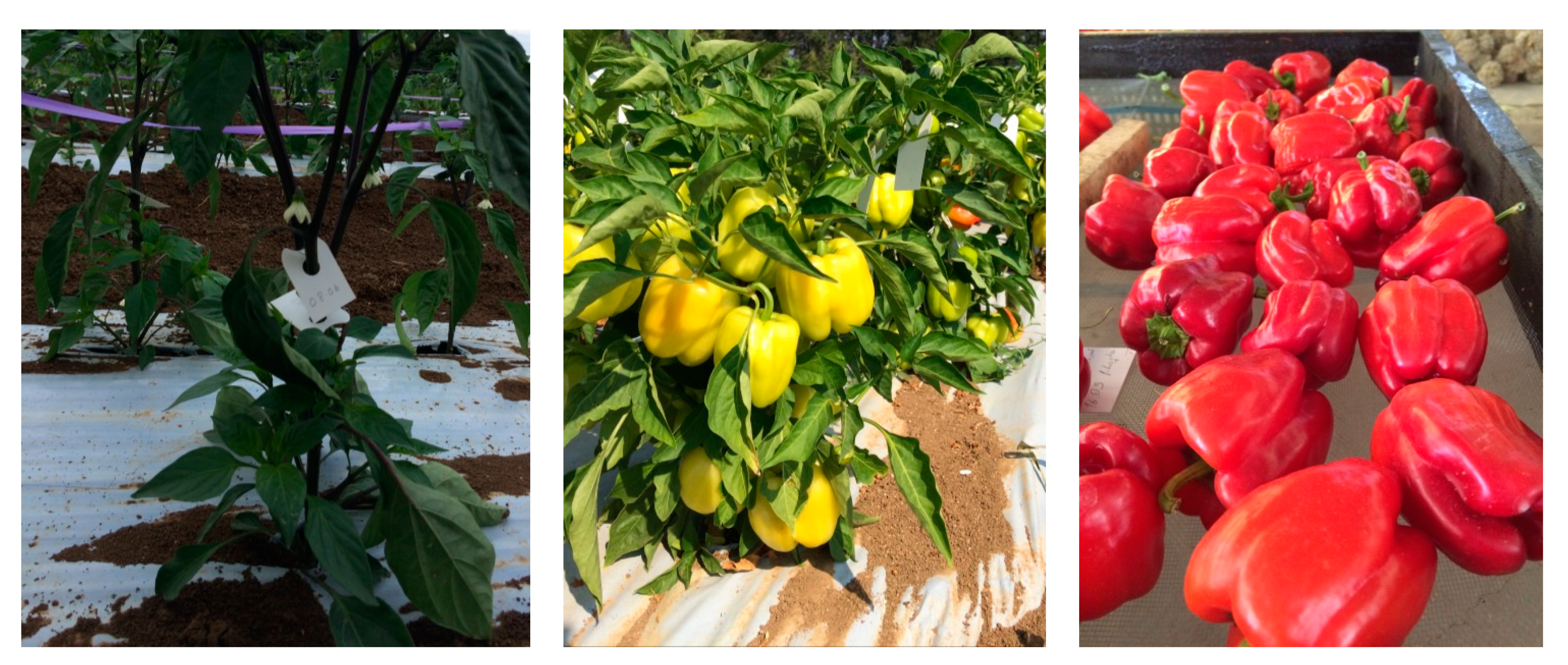 Horticulturae 07 00075 g001 Horticulturae 07 00075 g001