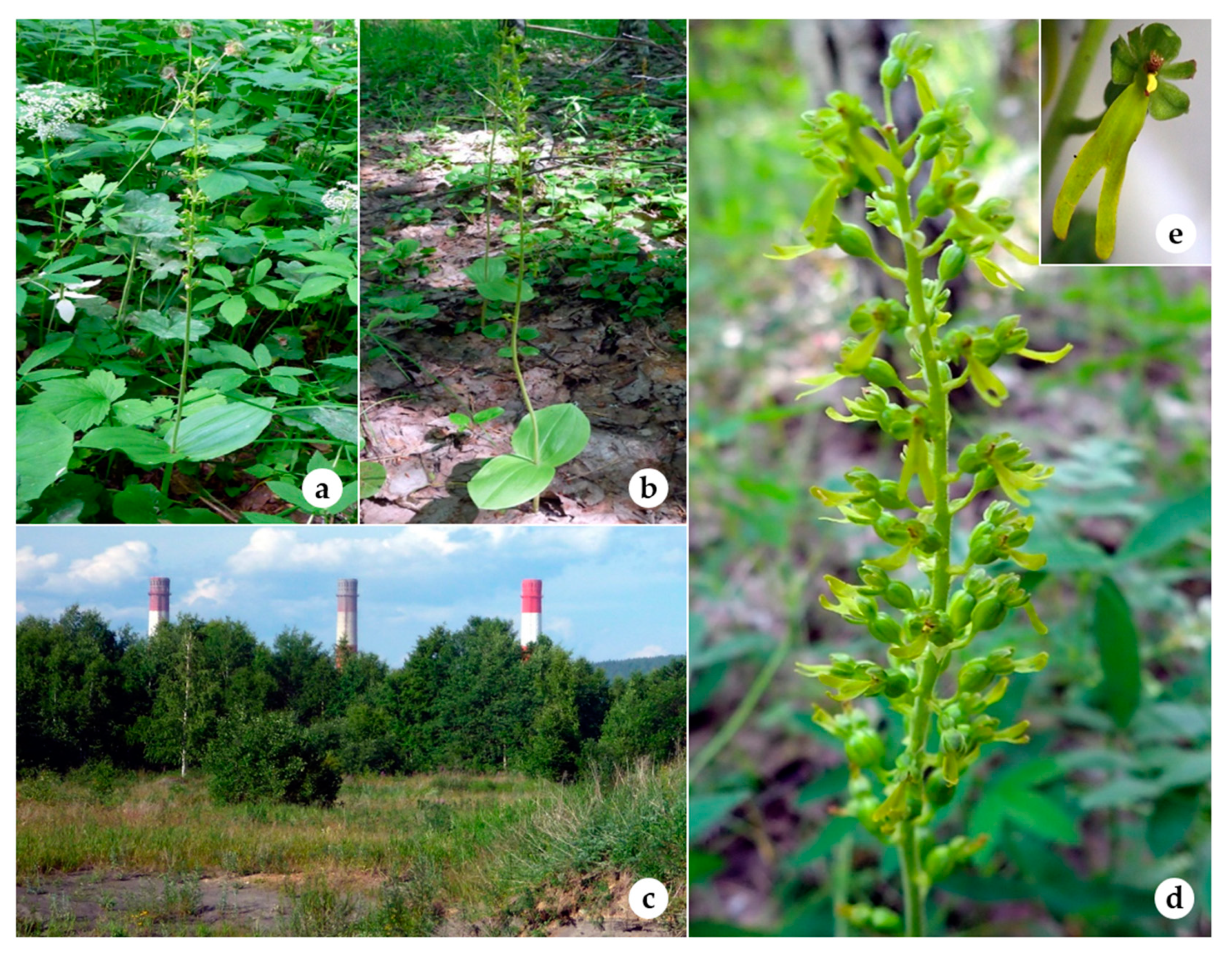 Horticulturae 07 00109 g002 Horticulturae 07 00109 g002