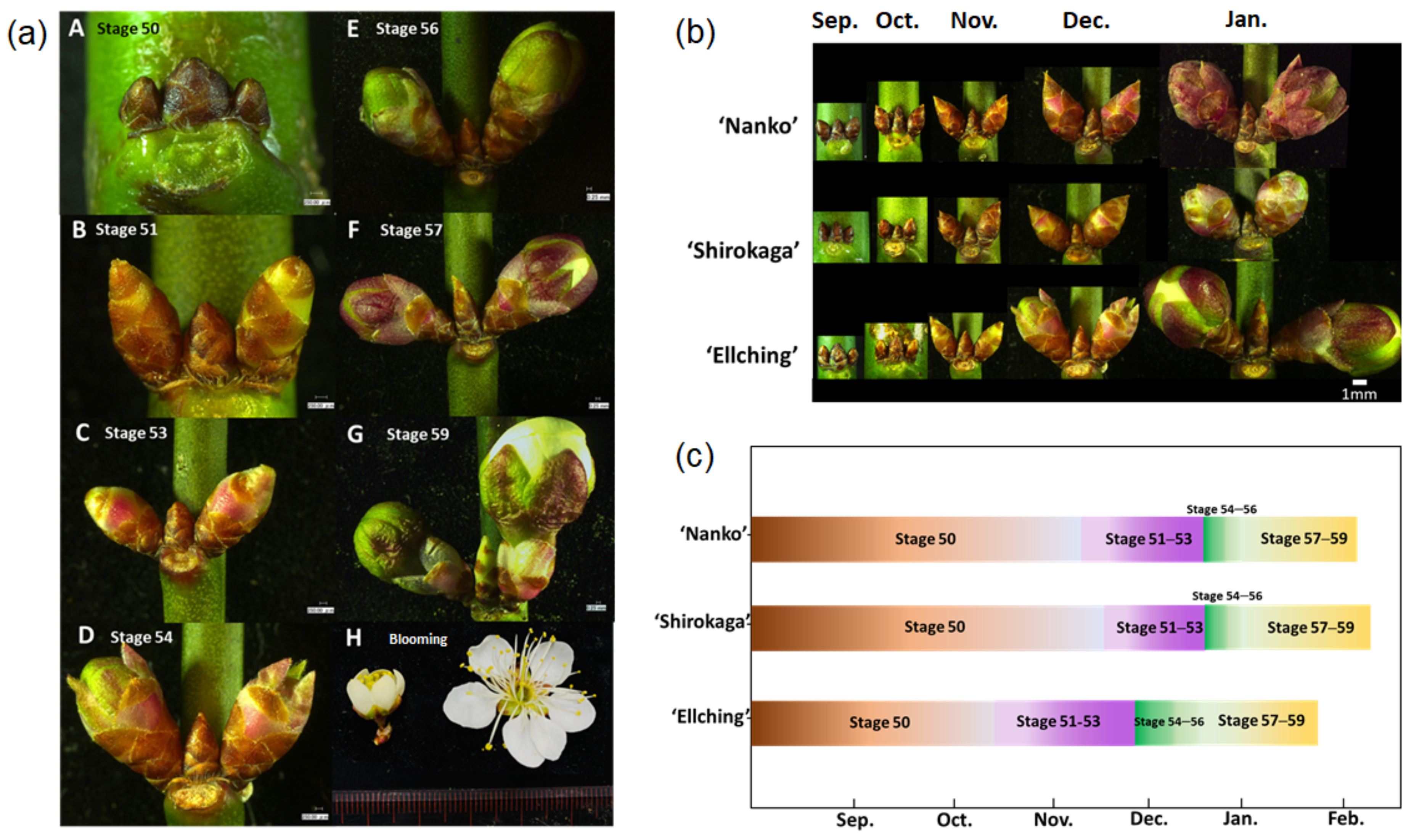 Horticulturae 07 00142 g006
