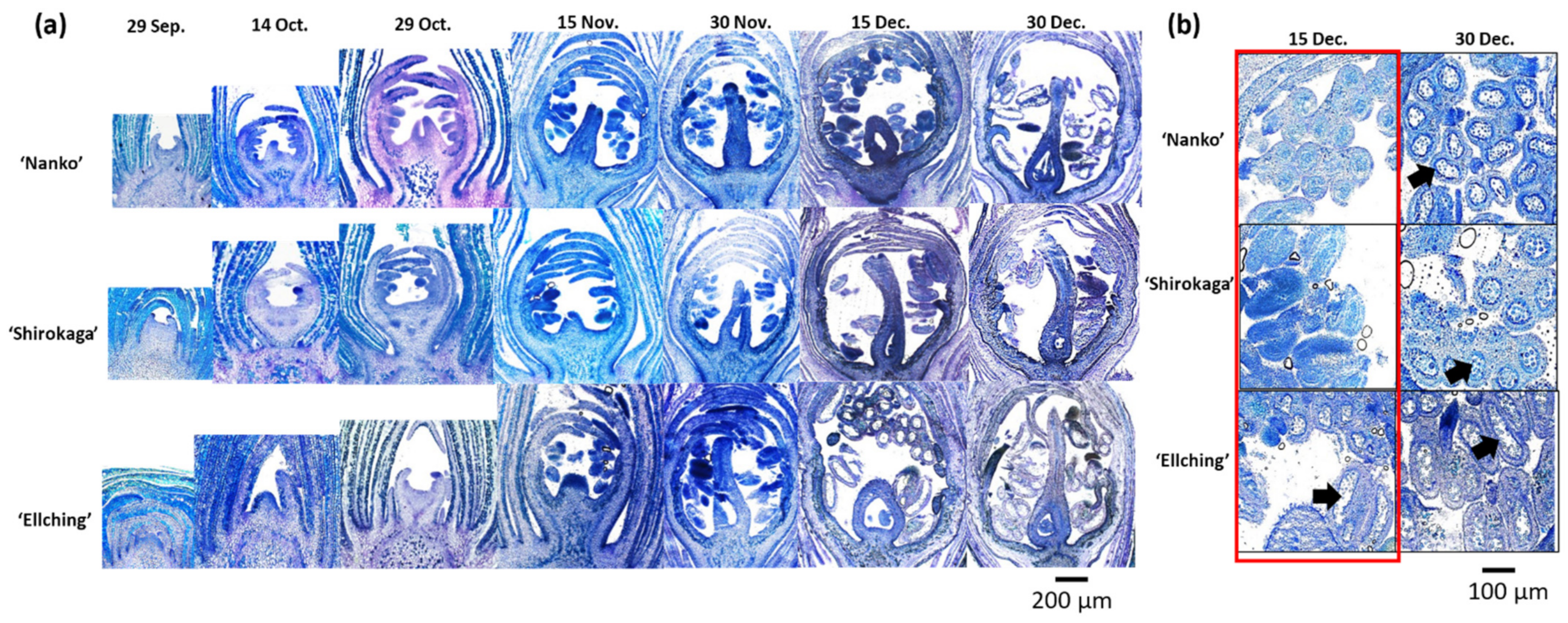 Horticulturae 07 00142 g008
