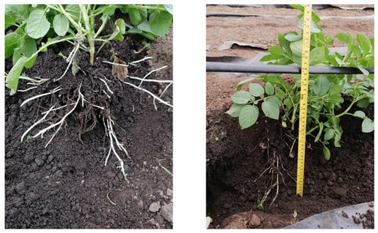 Horticulturae 07 00176 g0a1 550