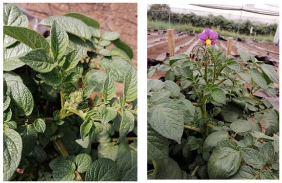 Horticulturae 07 00176 g0a2 550