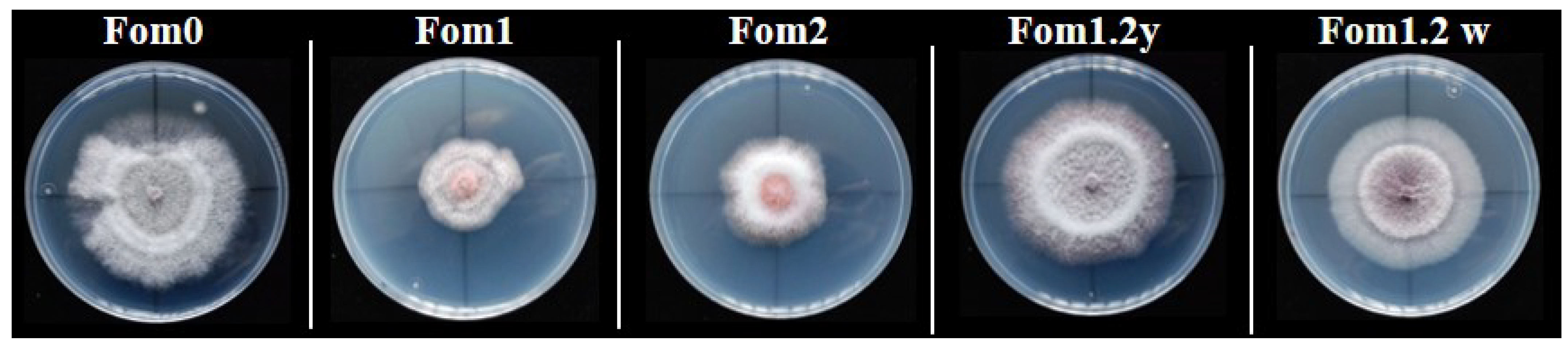 Horticulturae 07 00208 g001