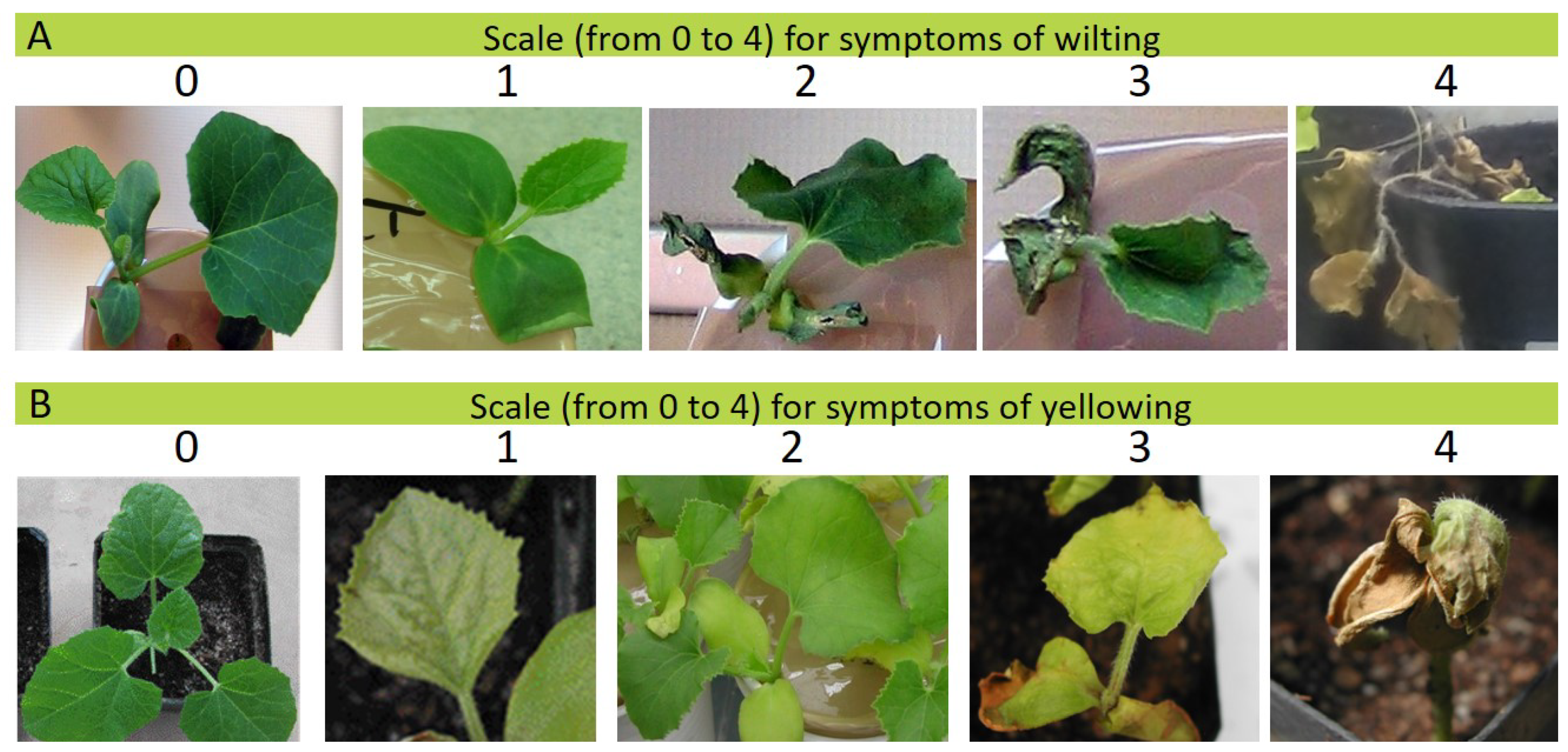 Horticulturae 07 00208 g002