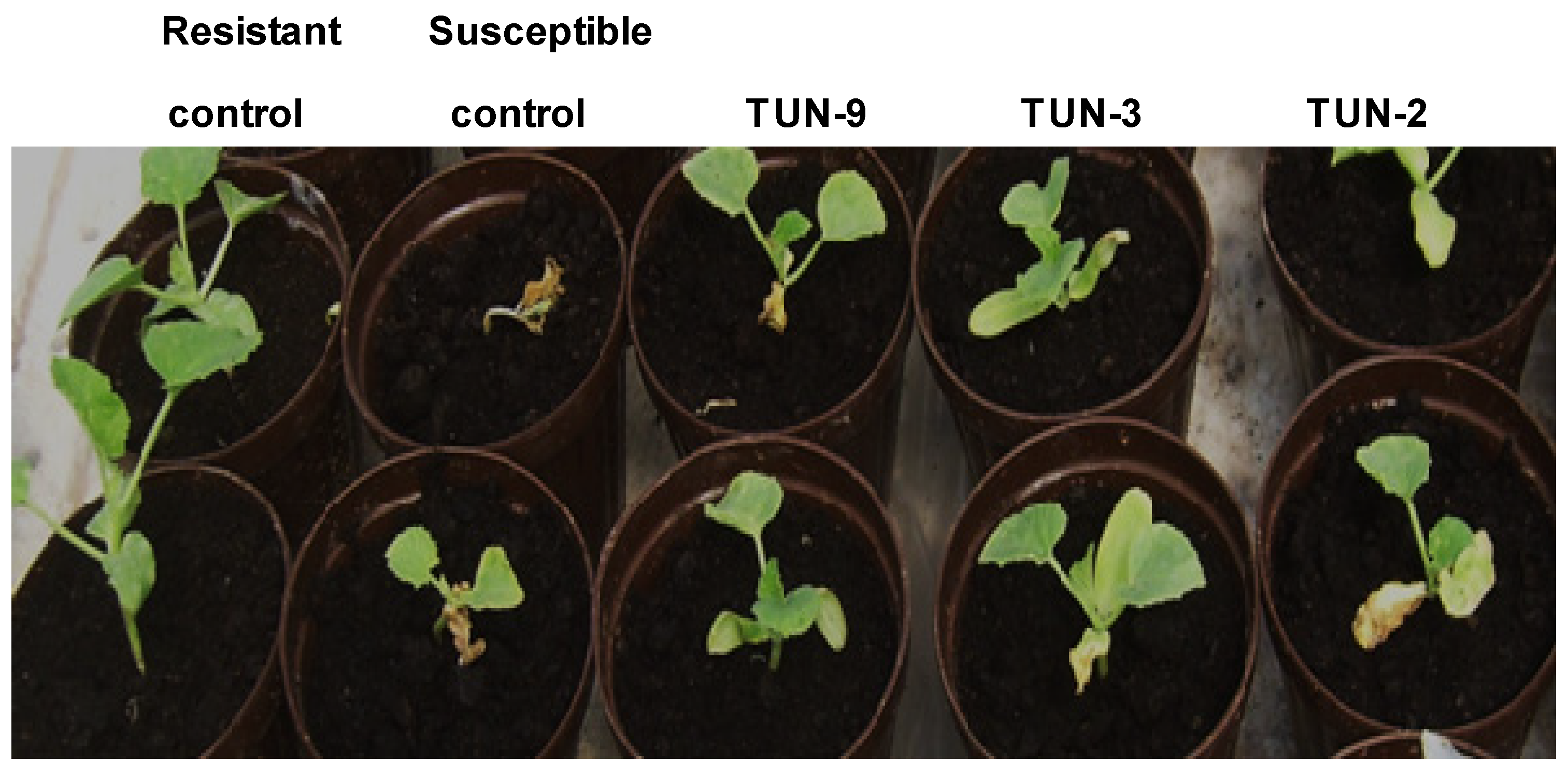 Horticulturae 07 00208 g003