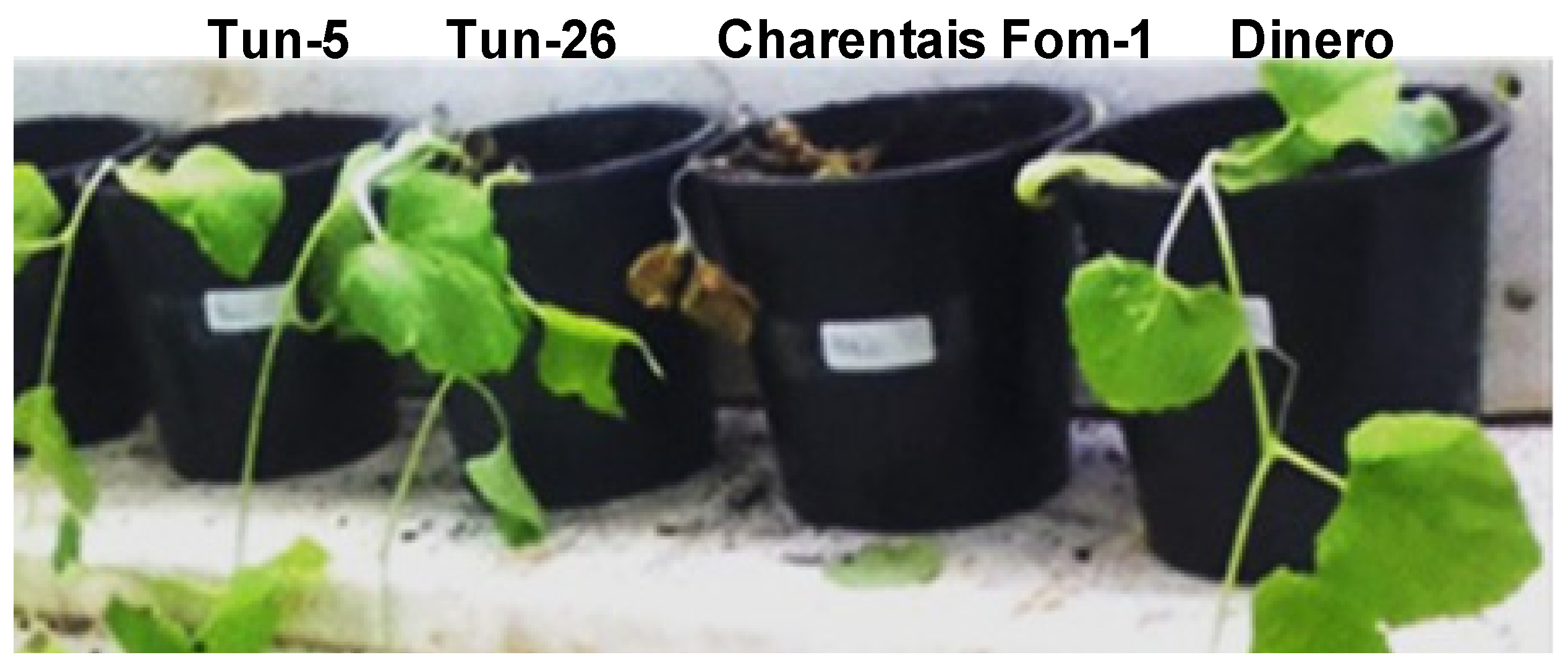 Horticulturae 07 00208 g005