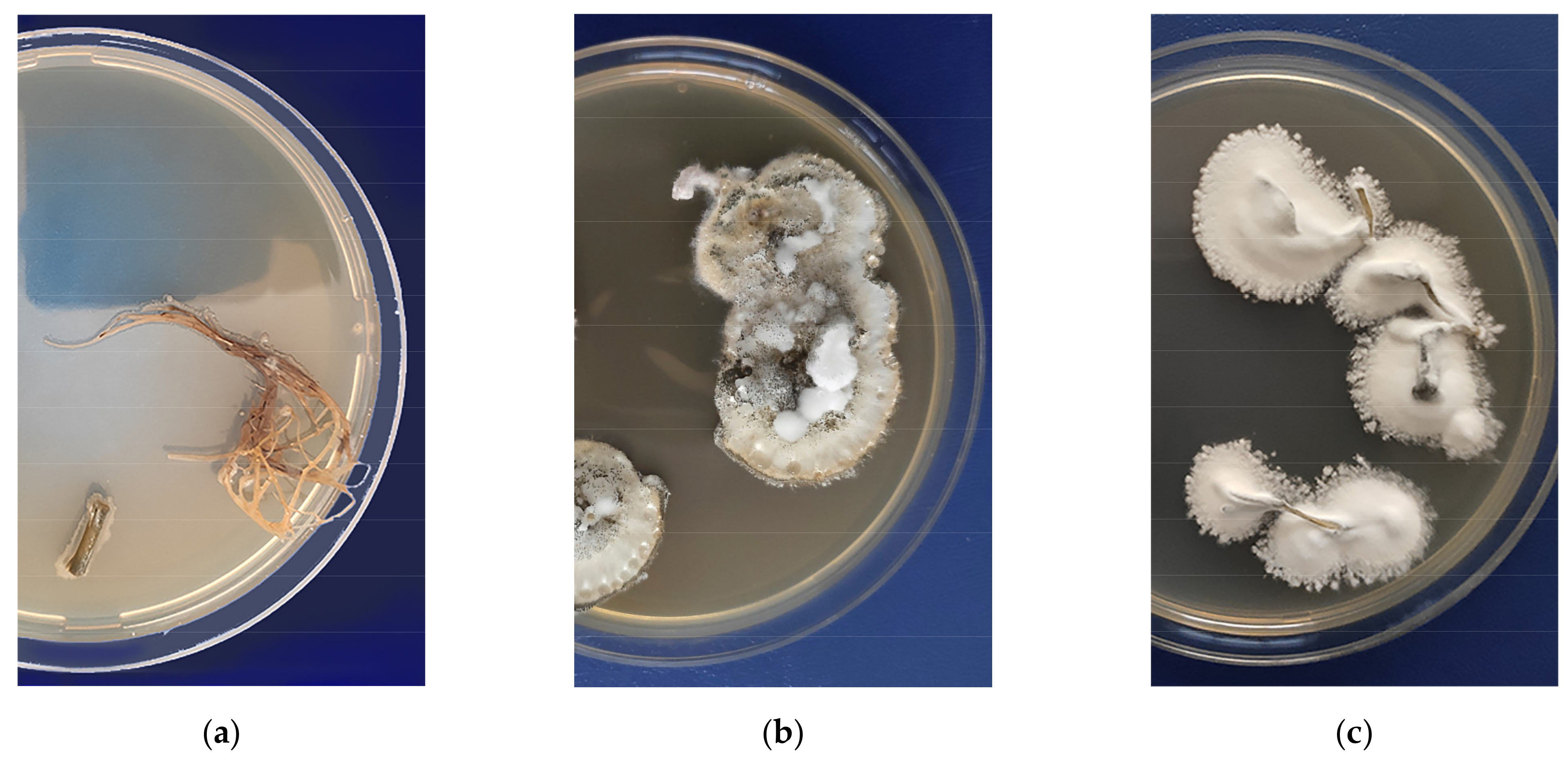 Horticulturae 07 00217 g001