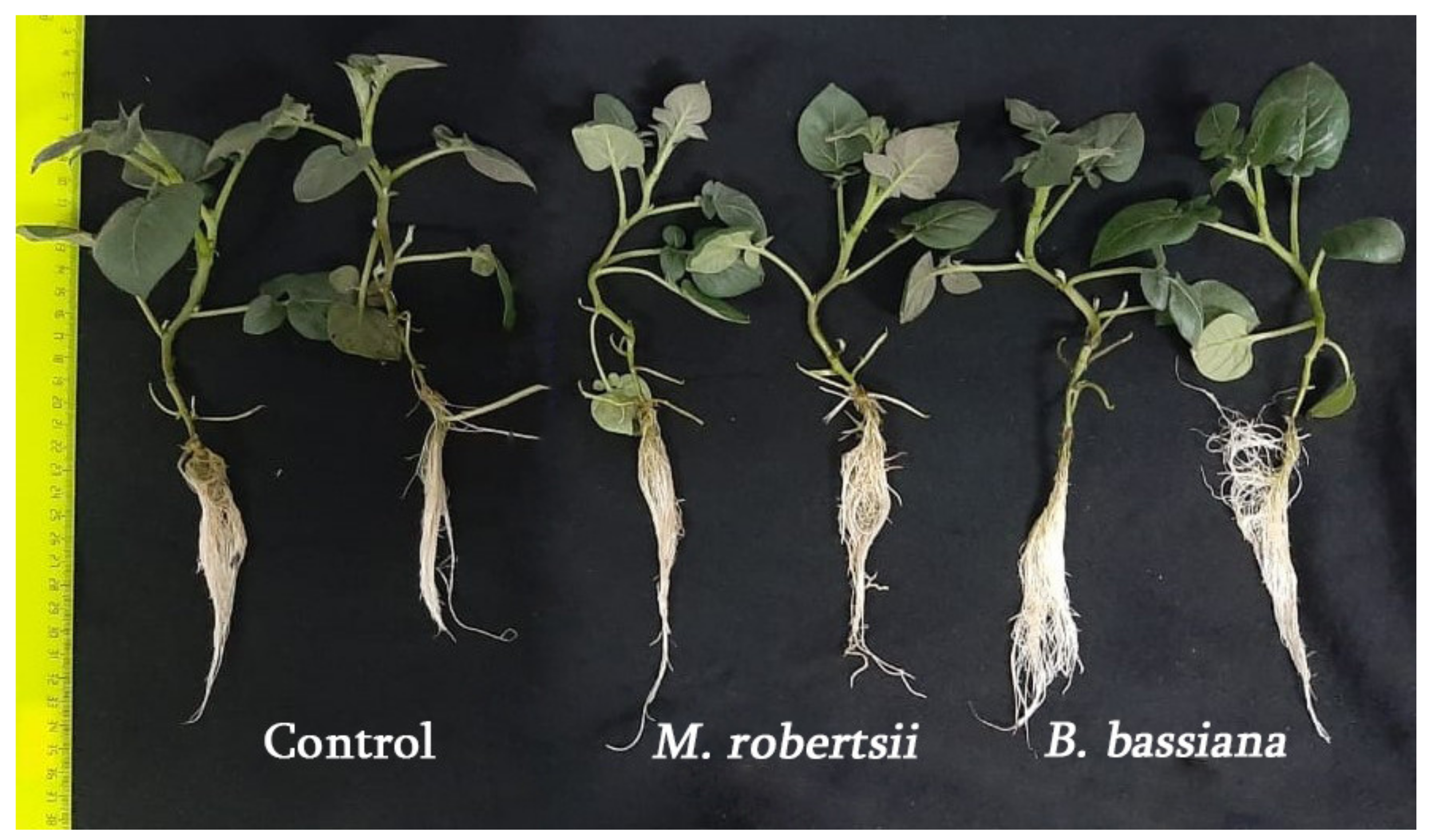 Horticulturae 07 00217 g002