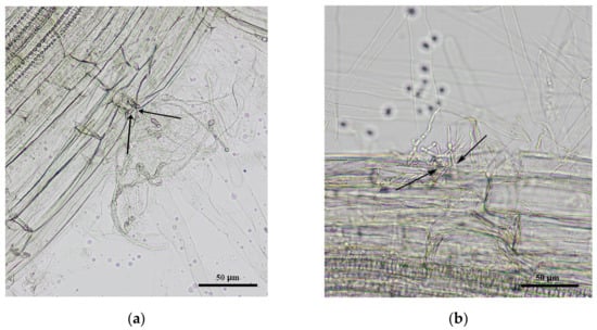 Horticulturae 07 00217 g0a2 550