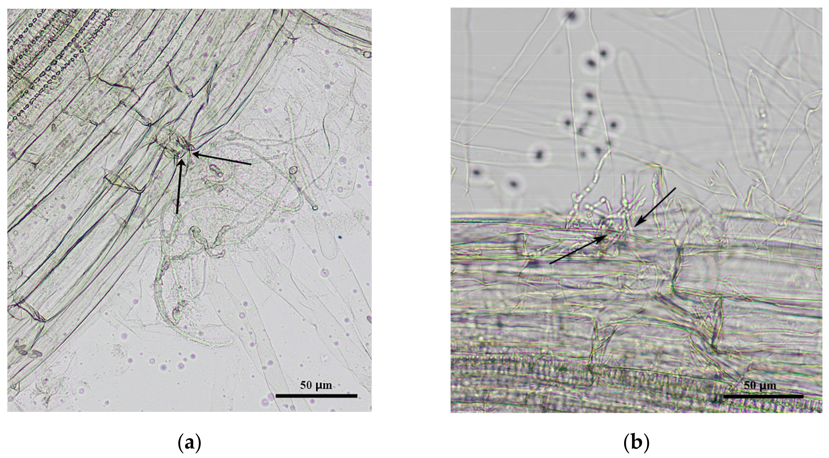 Horticulturae 07 00217 g0a2