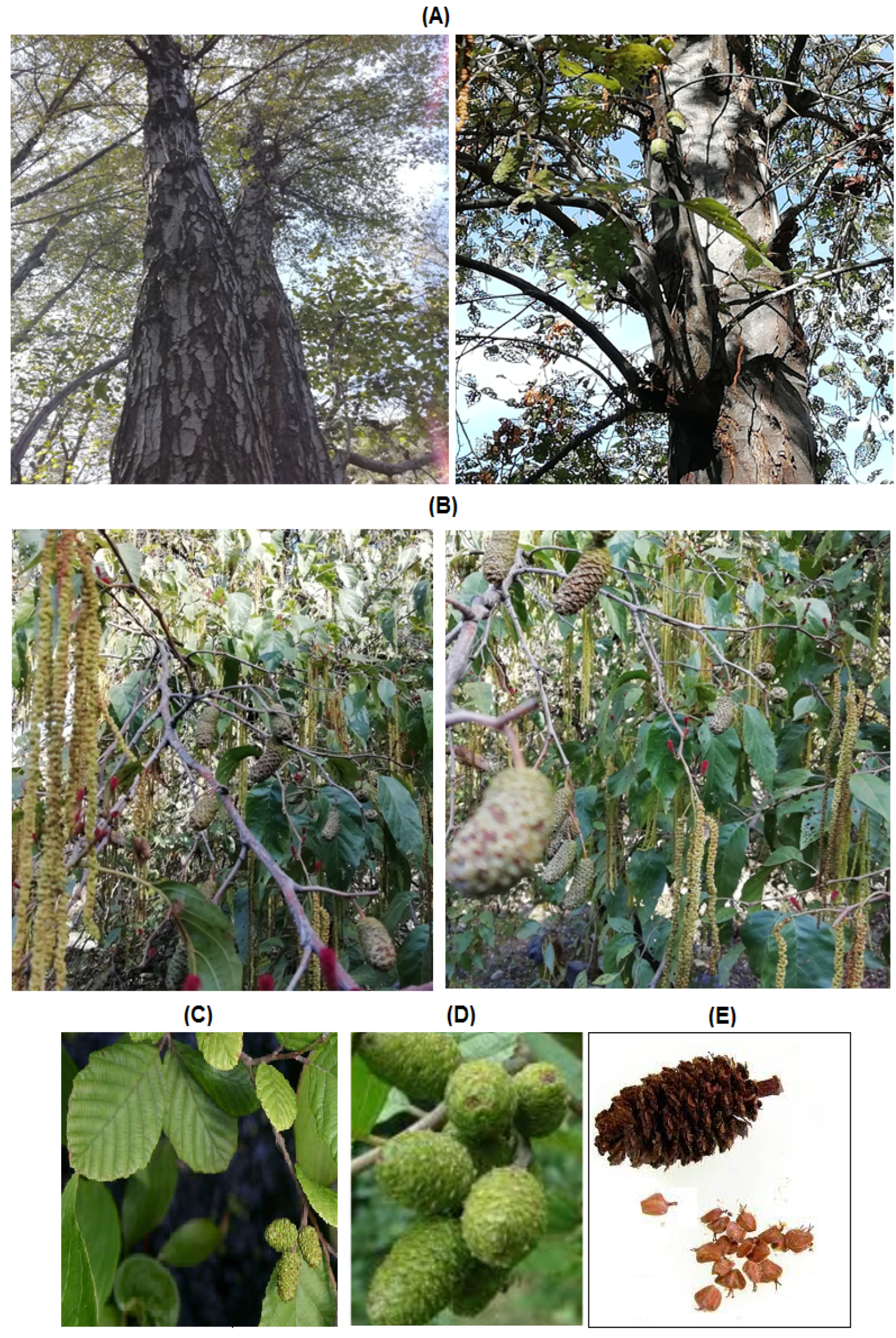 Horticulturae 07 00232 g001