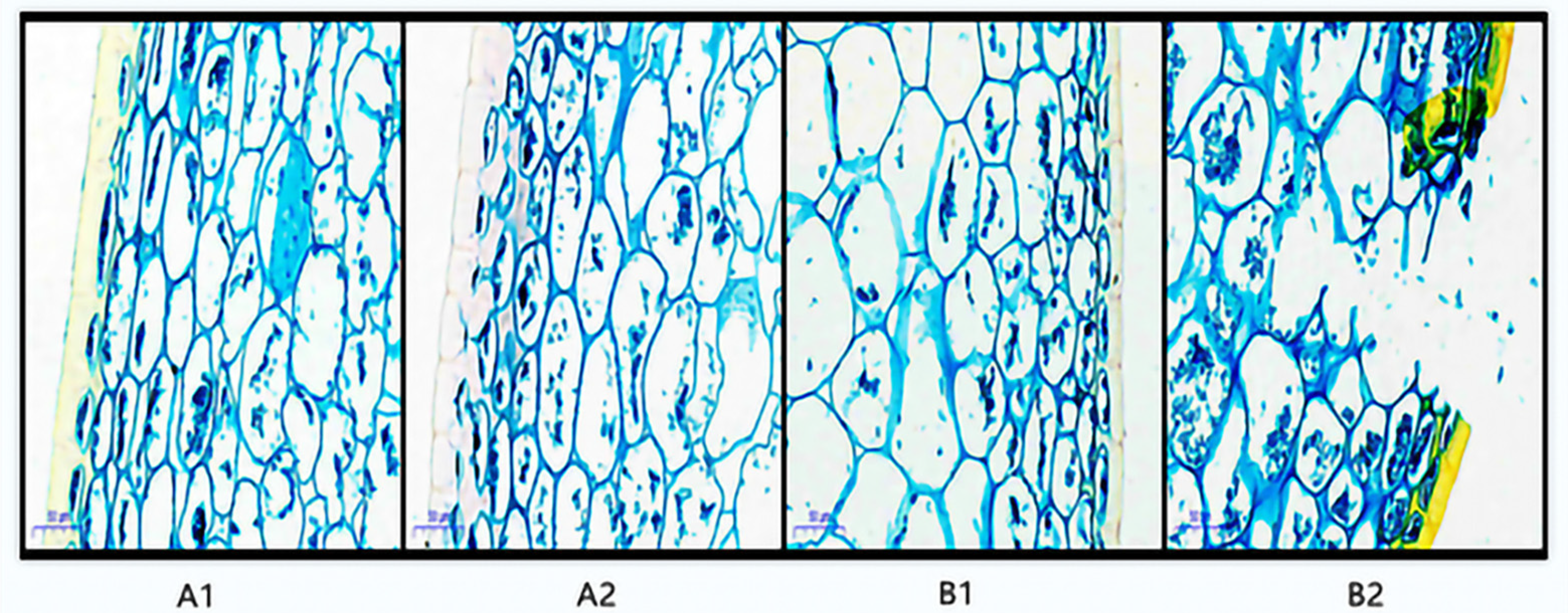 Horticulturae 07 00242 g002