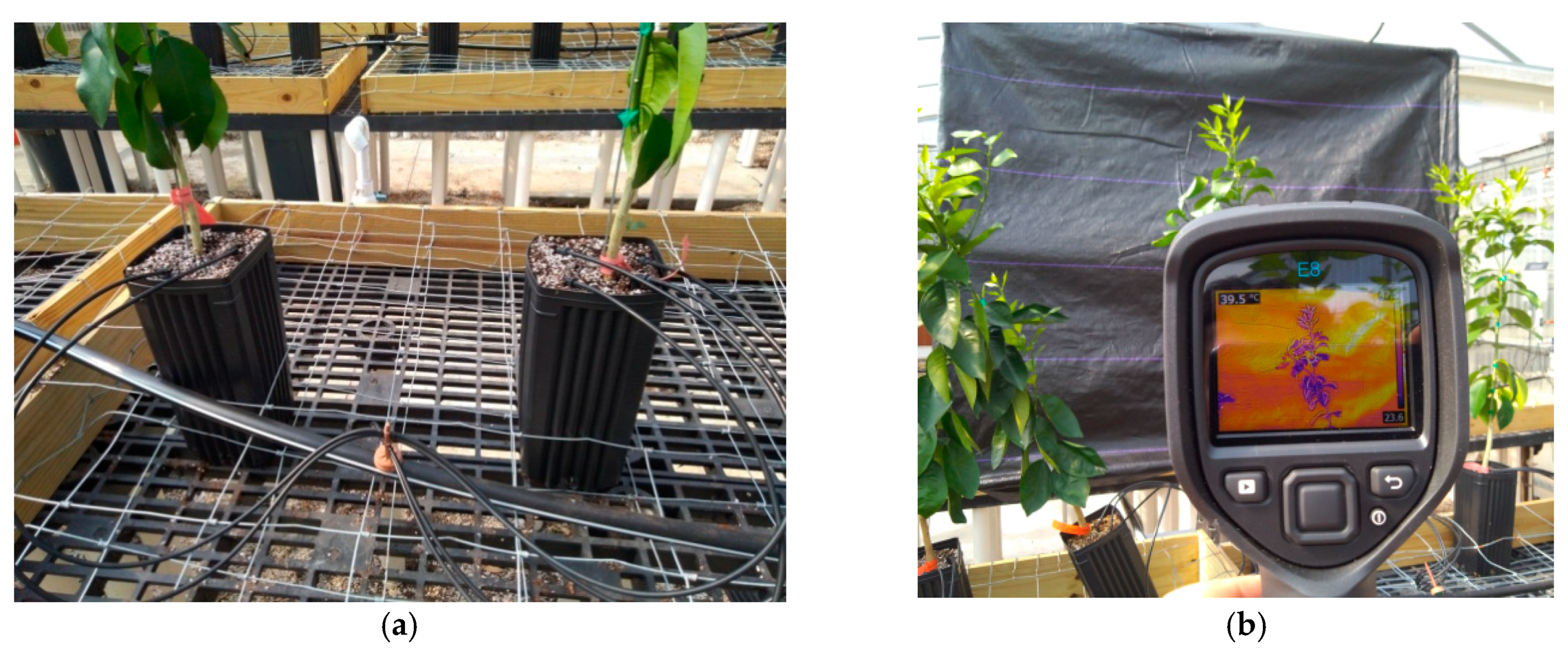 Horticulturae 07 00249 g003 Horticulturae 07 00249 g003