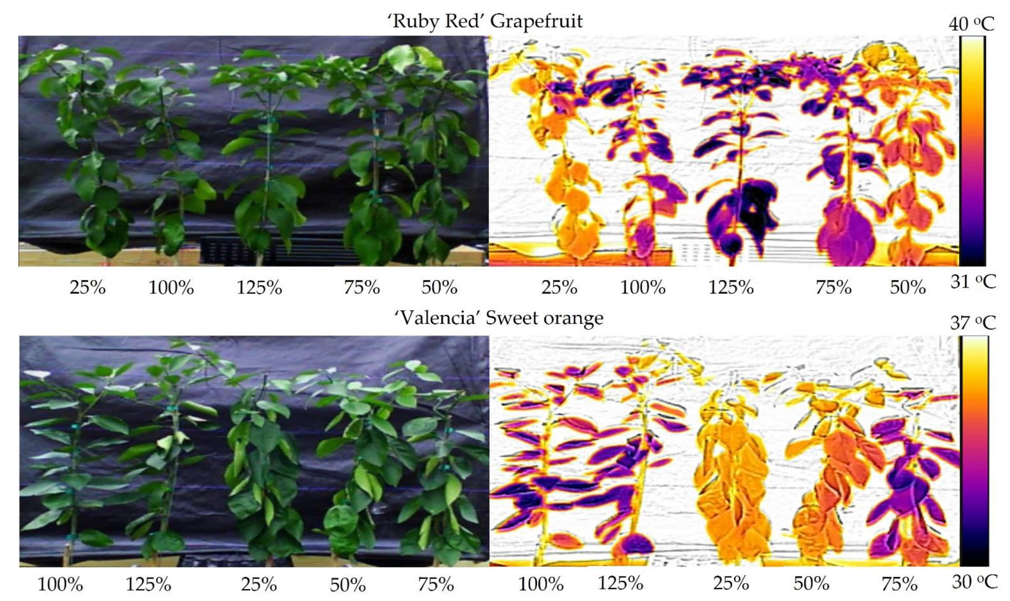 Horticulturae 07 00249 g006 Horticulturae 07 00249 g006