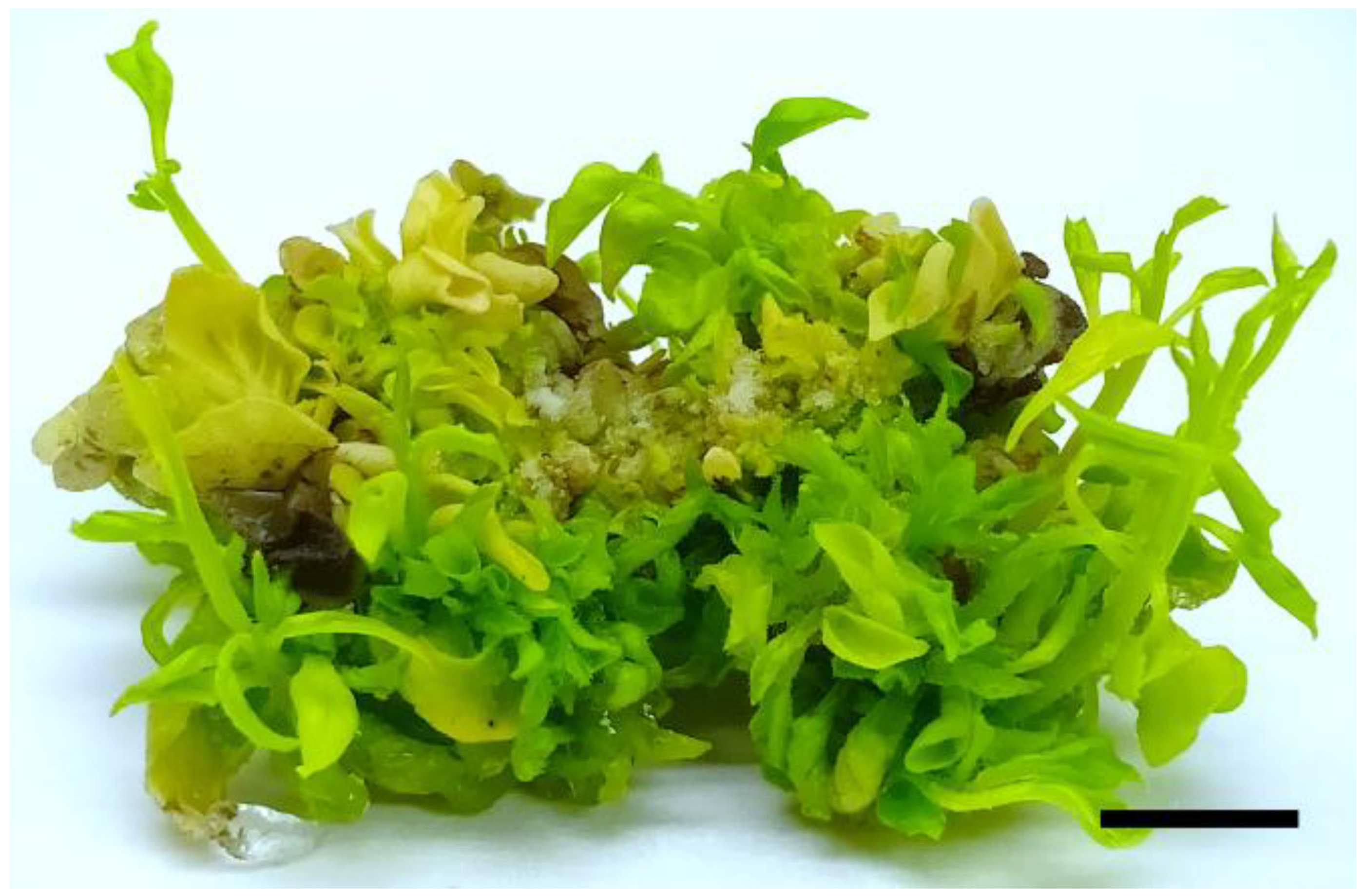 Horticulturae 07 00261 g001