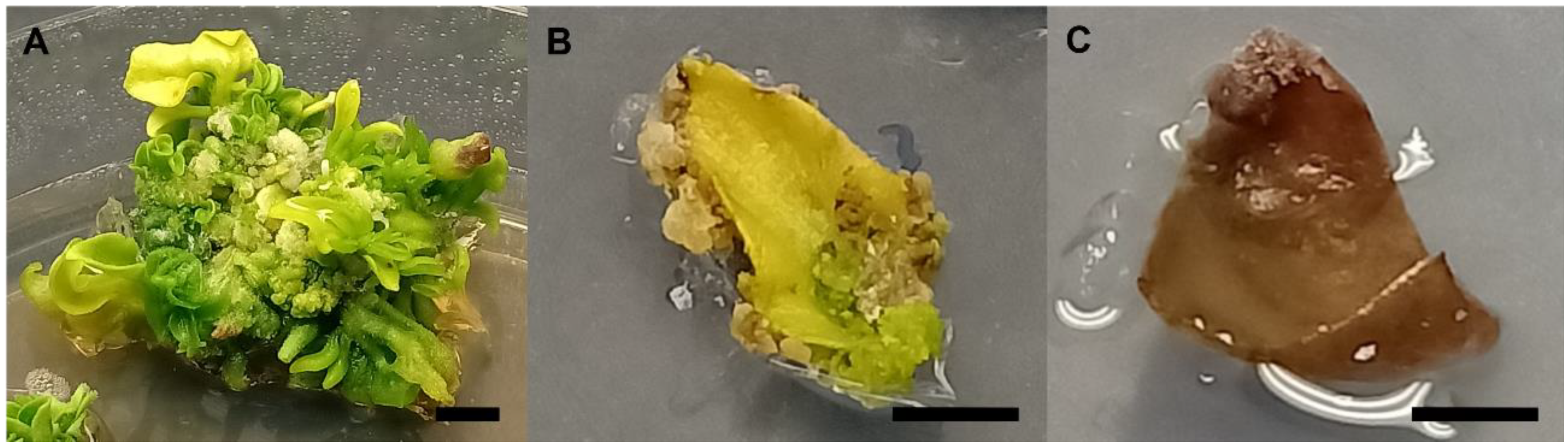 Horticulturae 07 00261 g002