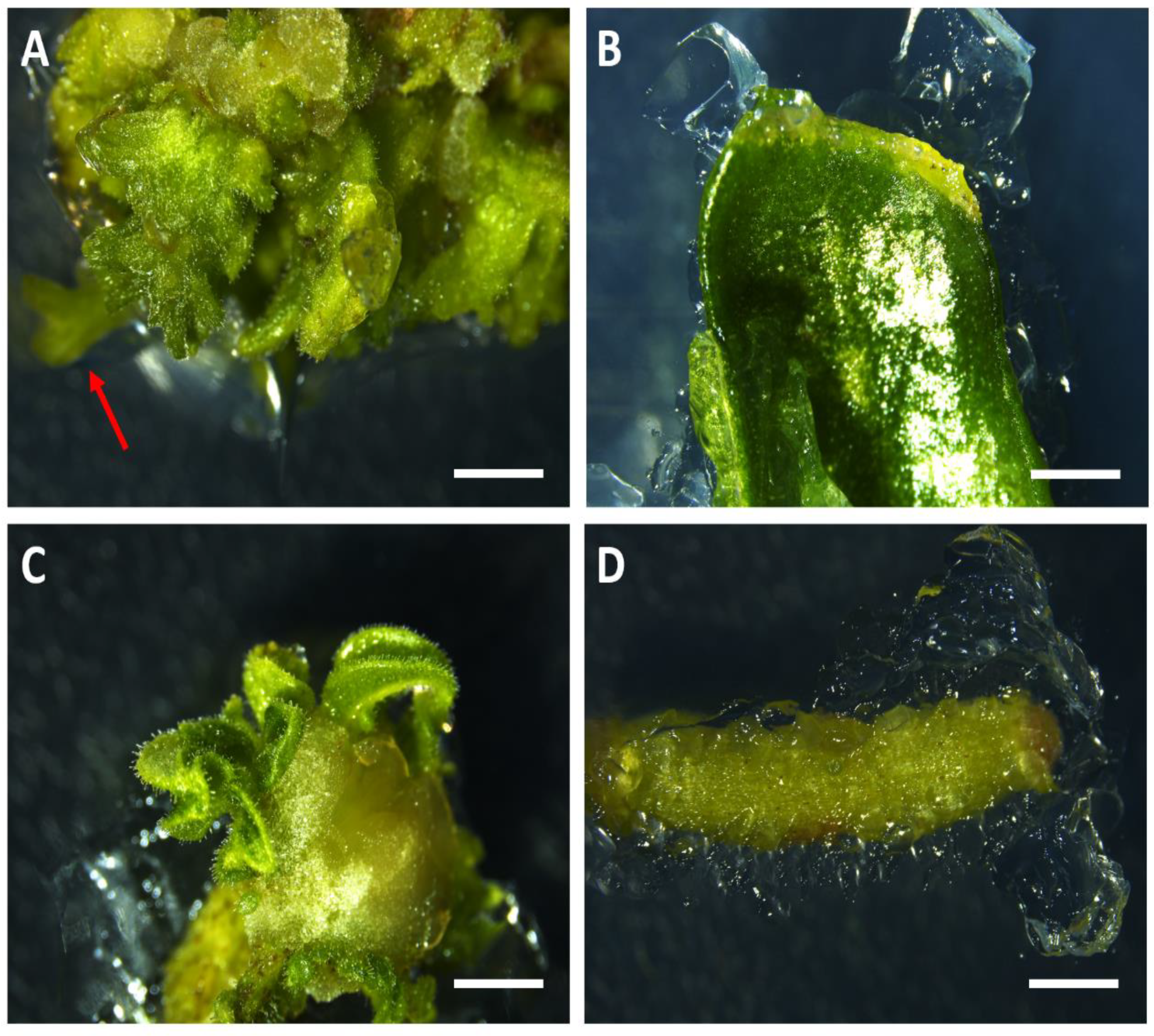 Horticulturae 07 00261 g003