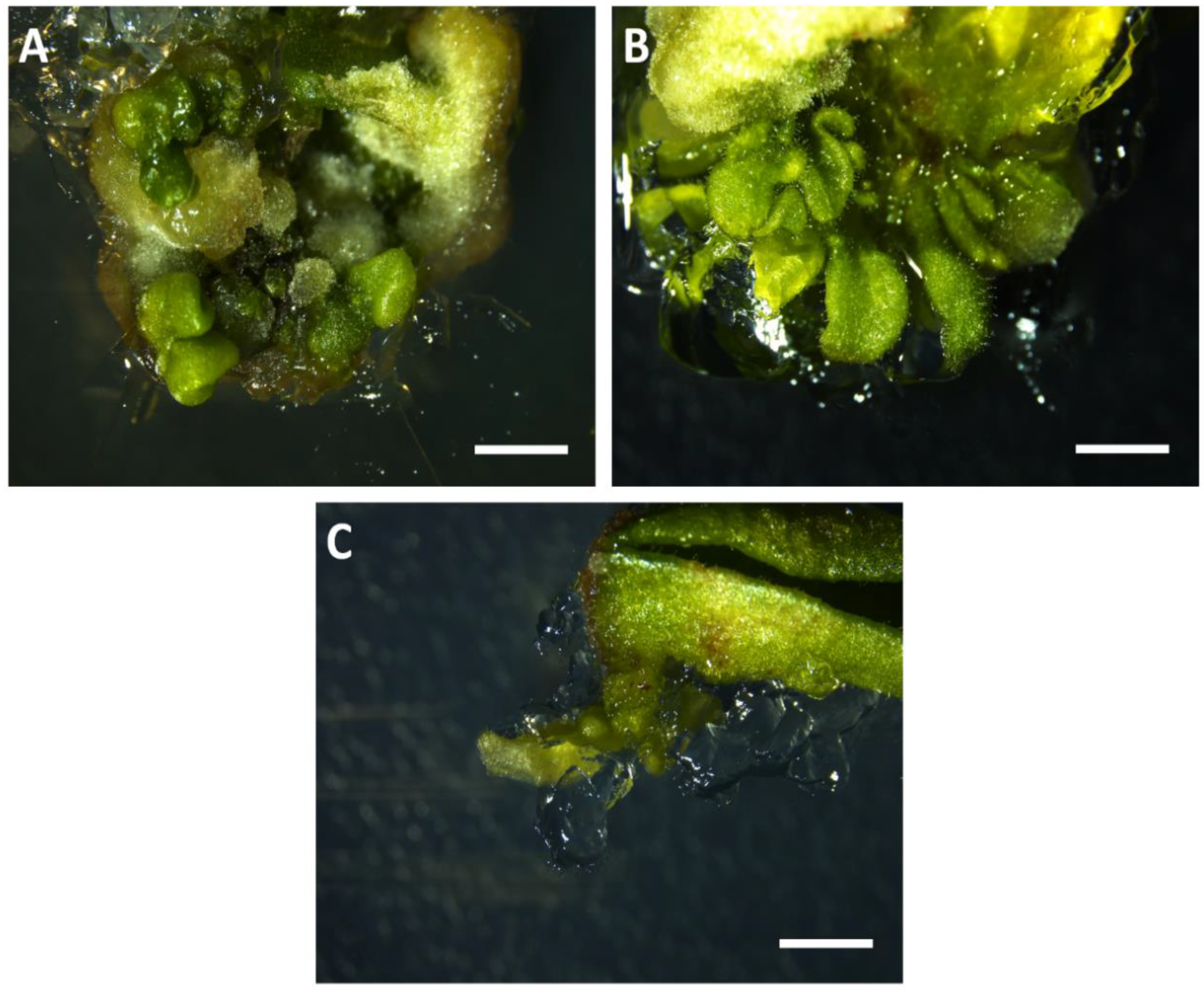 Horticulturae 07 00261 g004