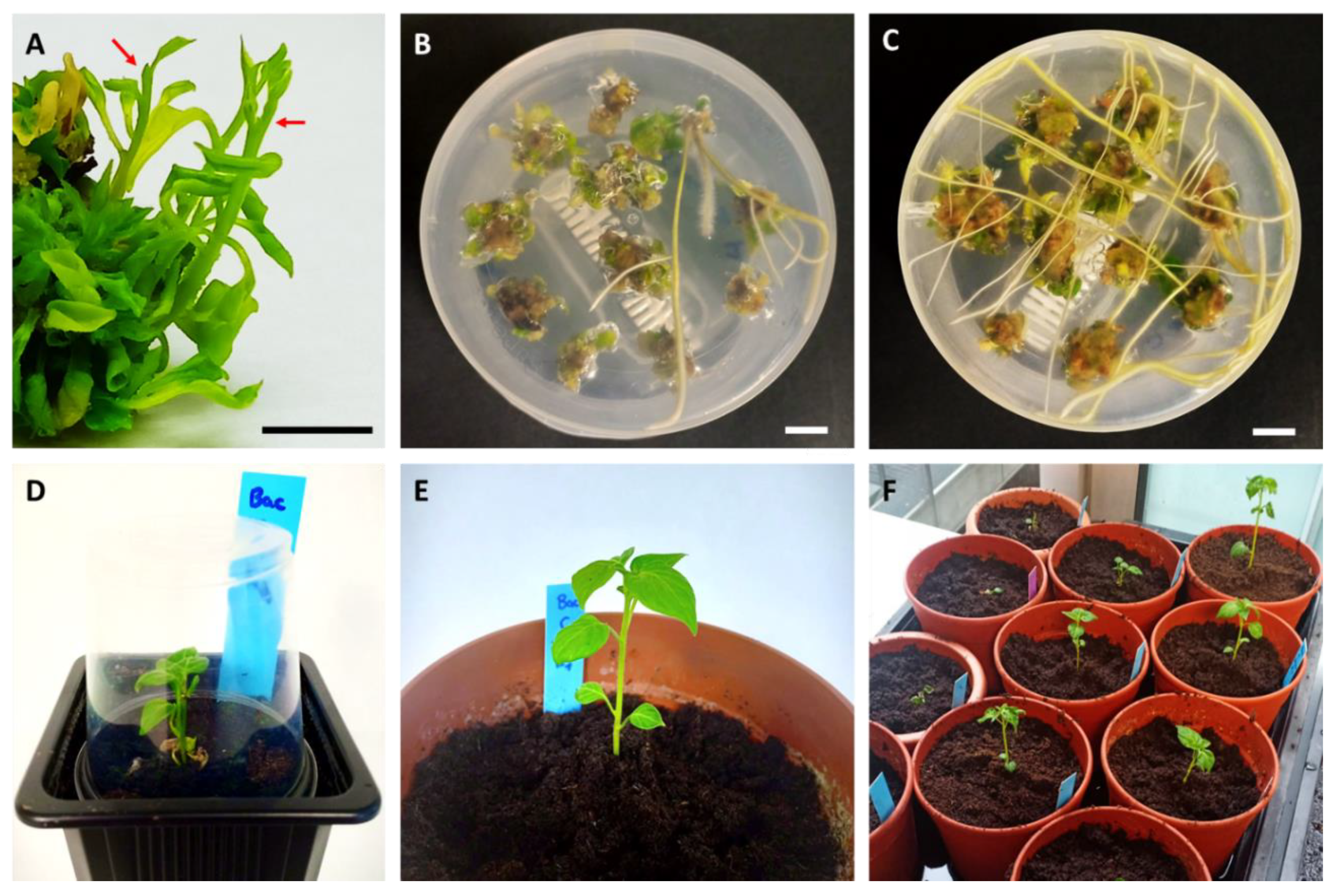 Horticulturae 07 00261 g005