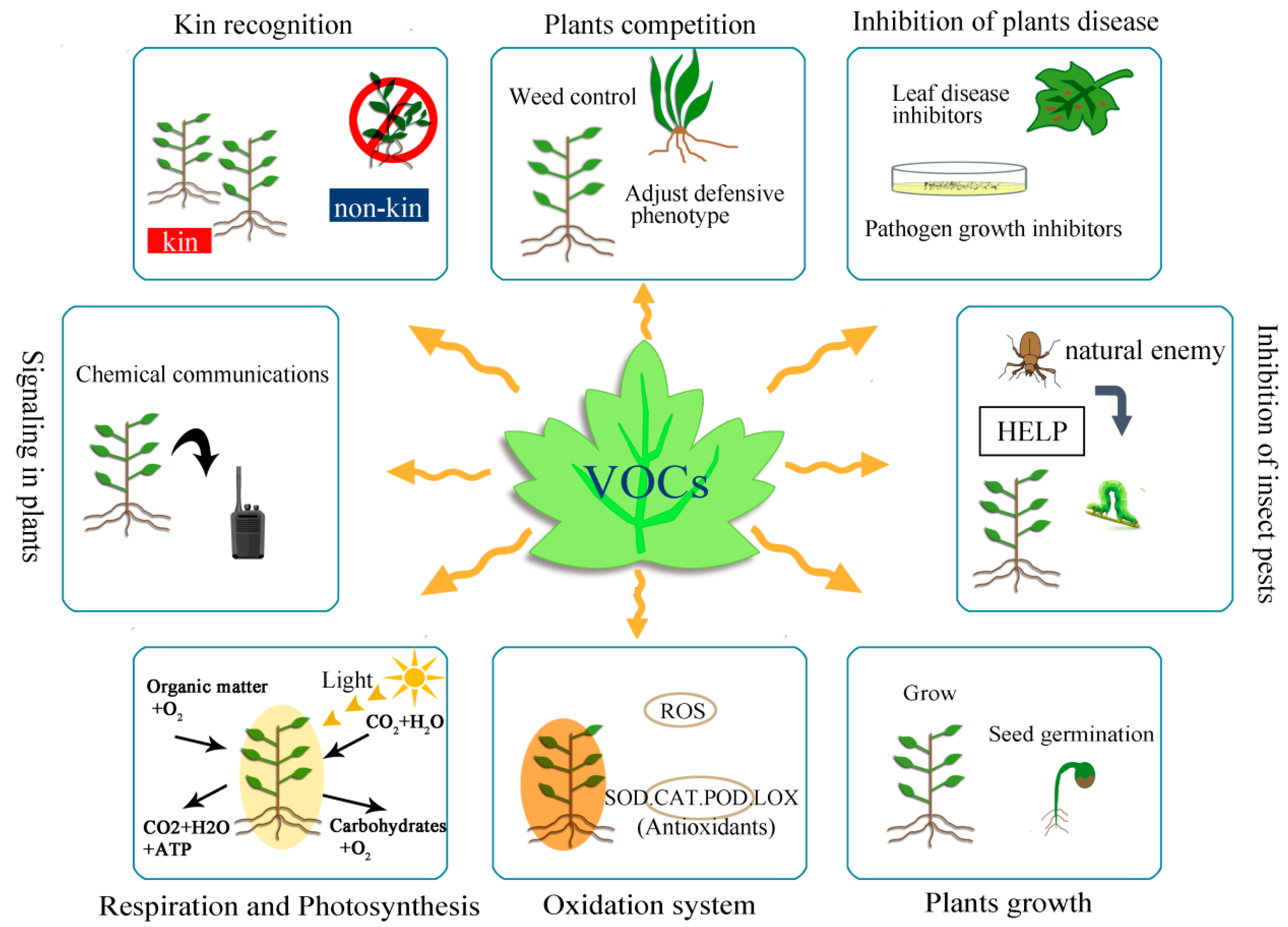 Horticulturae 07 00278 g002