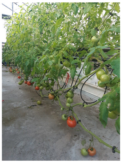 Horticulturae 07 00297 g0a1 550