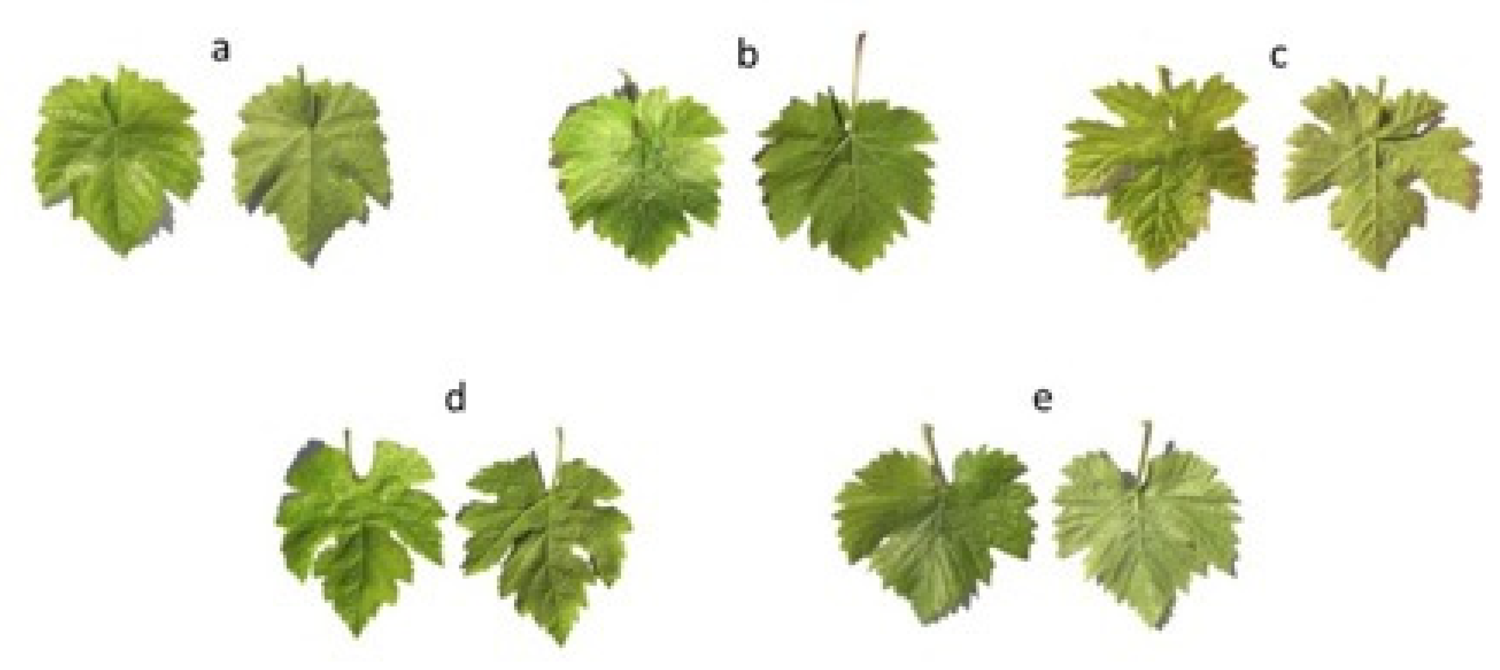 Horticulturae 07 00315 g001a