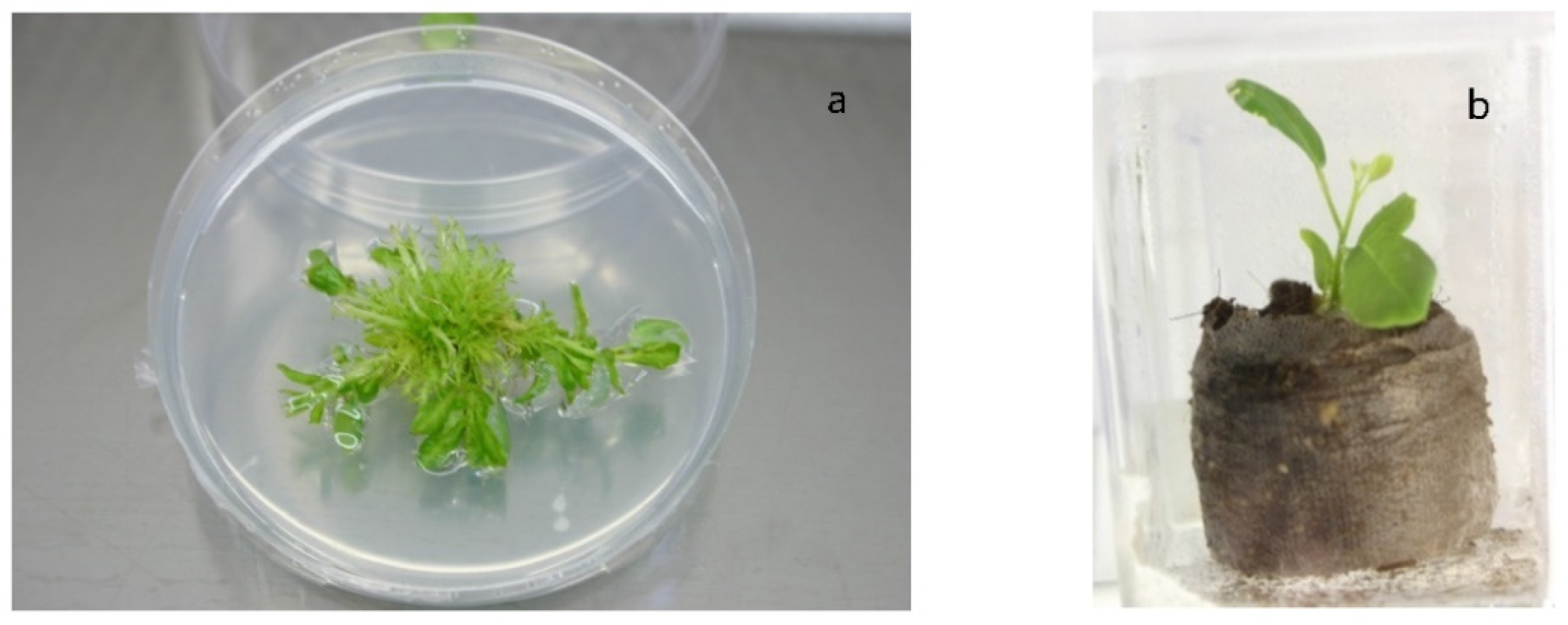Horticulturae 07 00316 g005