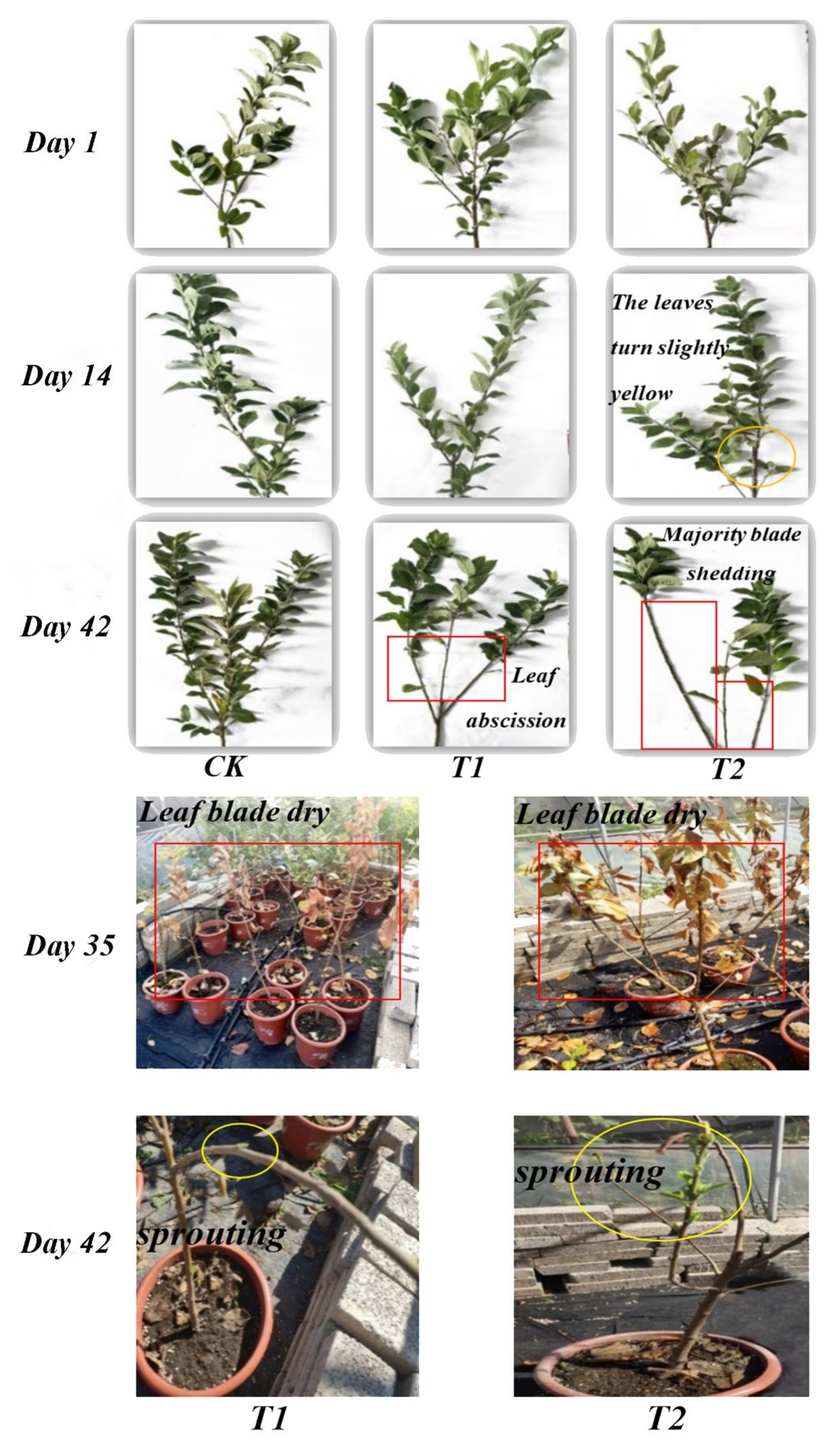 Horticulturae 07 00331 g004 Horticulturae 07 00331 g004