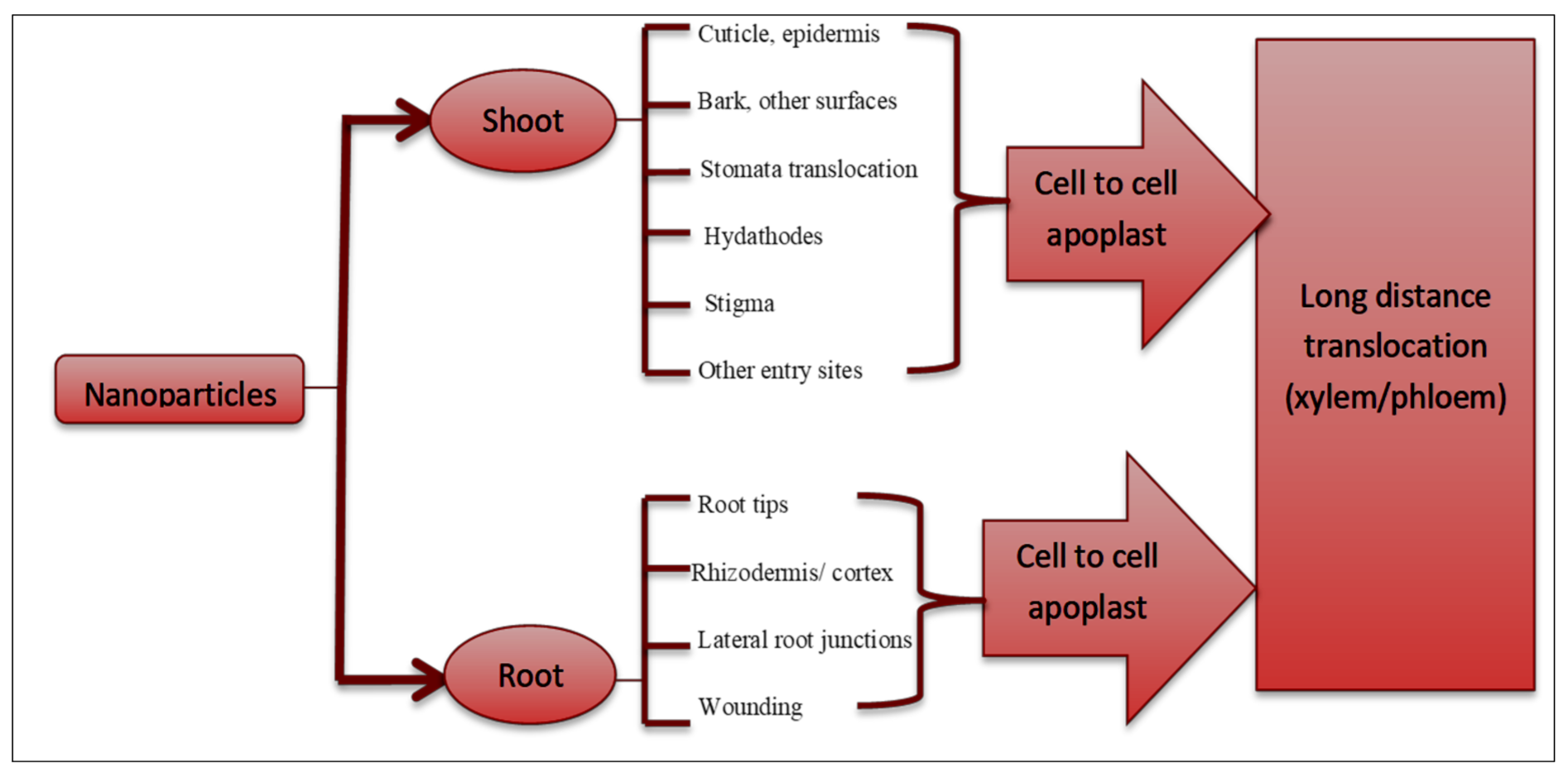 Horticulturae 07 00332 g003