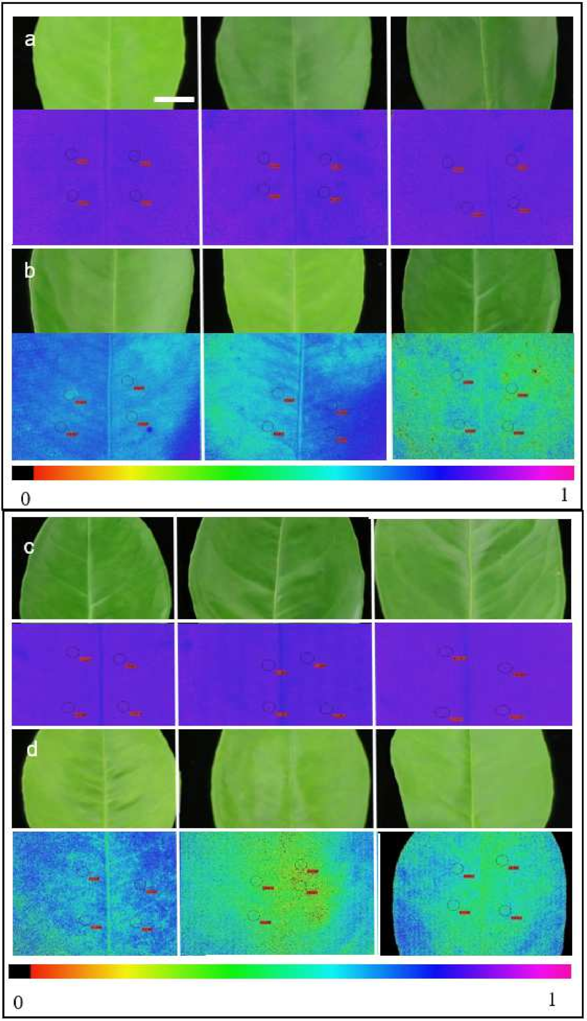Horticulturae 07 00340 g003